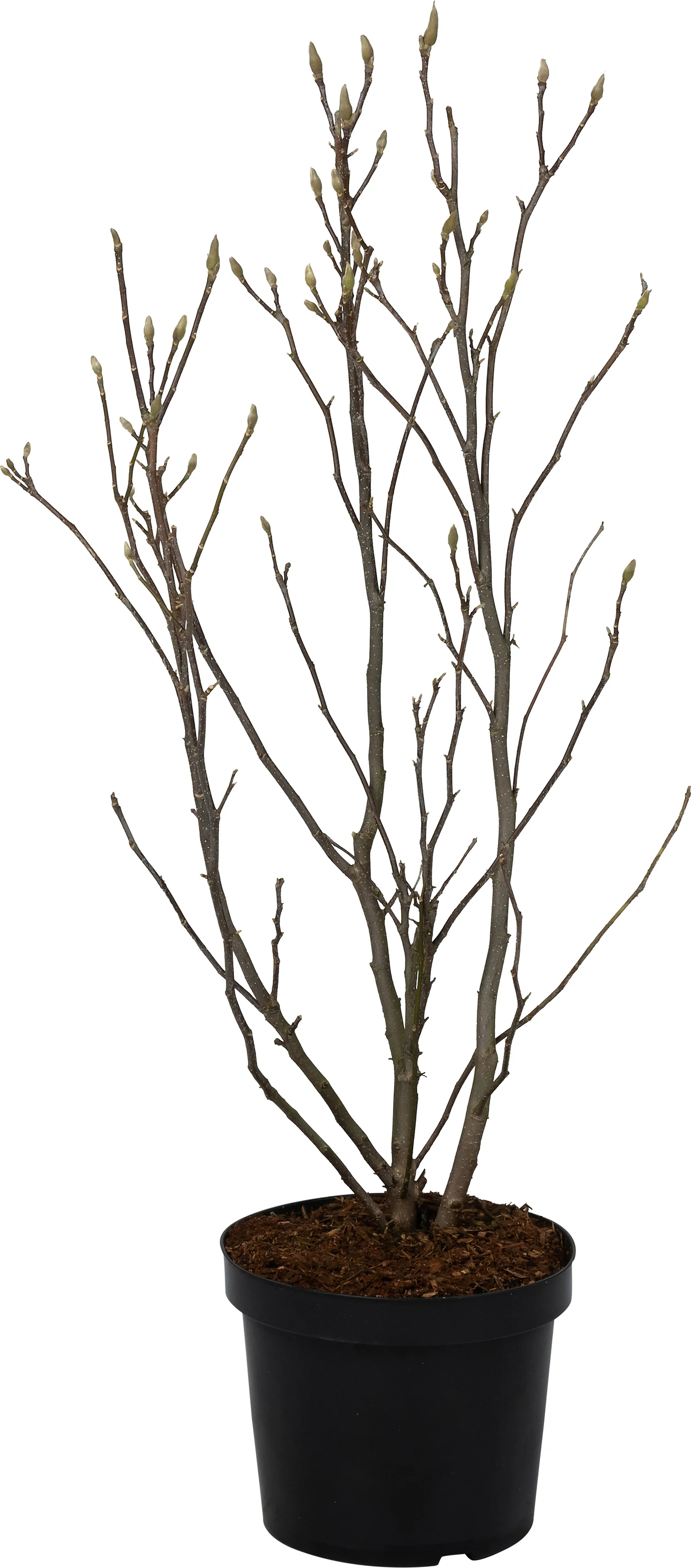 Magnolia (Magnolia soulangeana 'Susan') D 27 H 80 cm