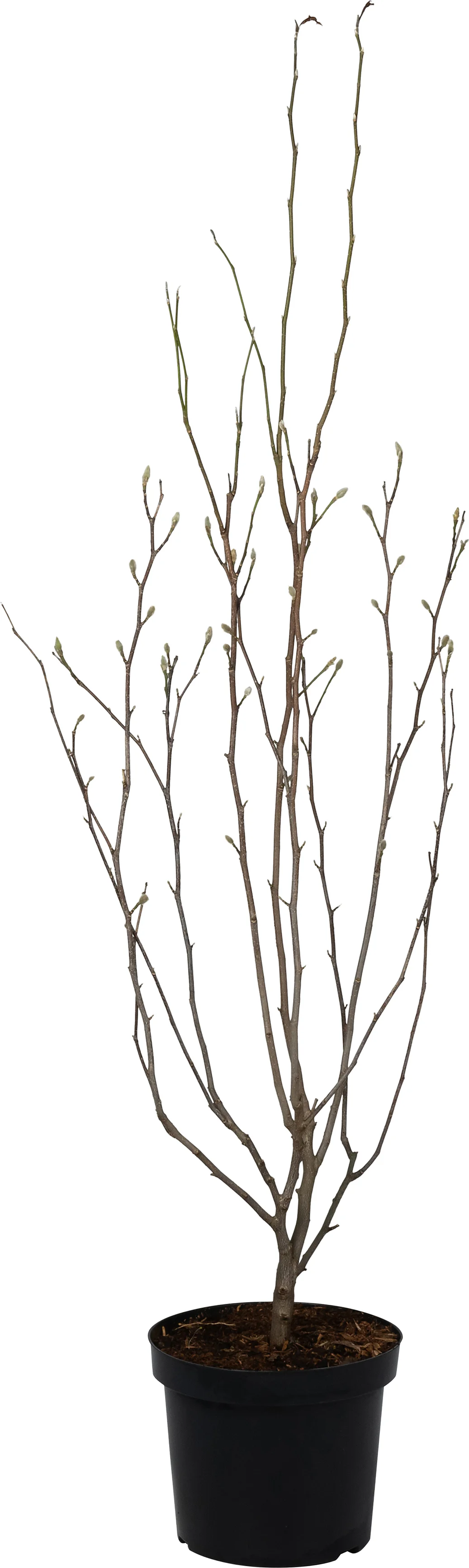 Magnolia (Magnolia loebneri 'Leonard Messel') D 27 H 80 cm