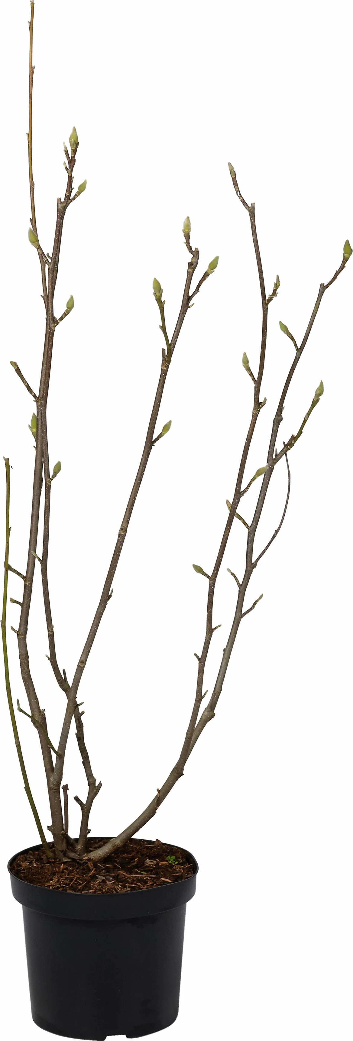 Magnolia (Magnolia soulangeana 'Superba') D 27 H 80 cm