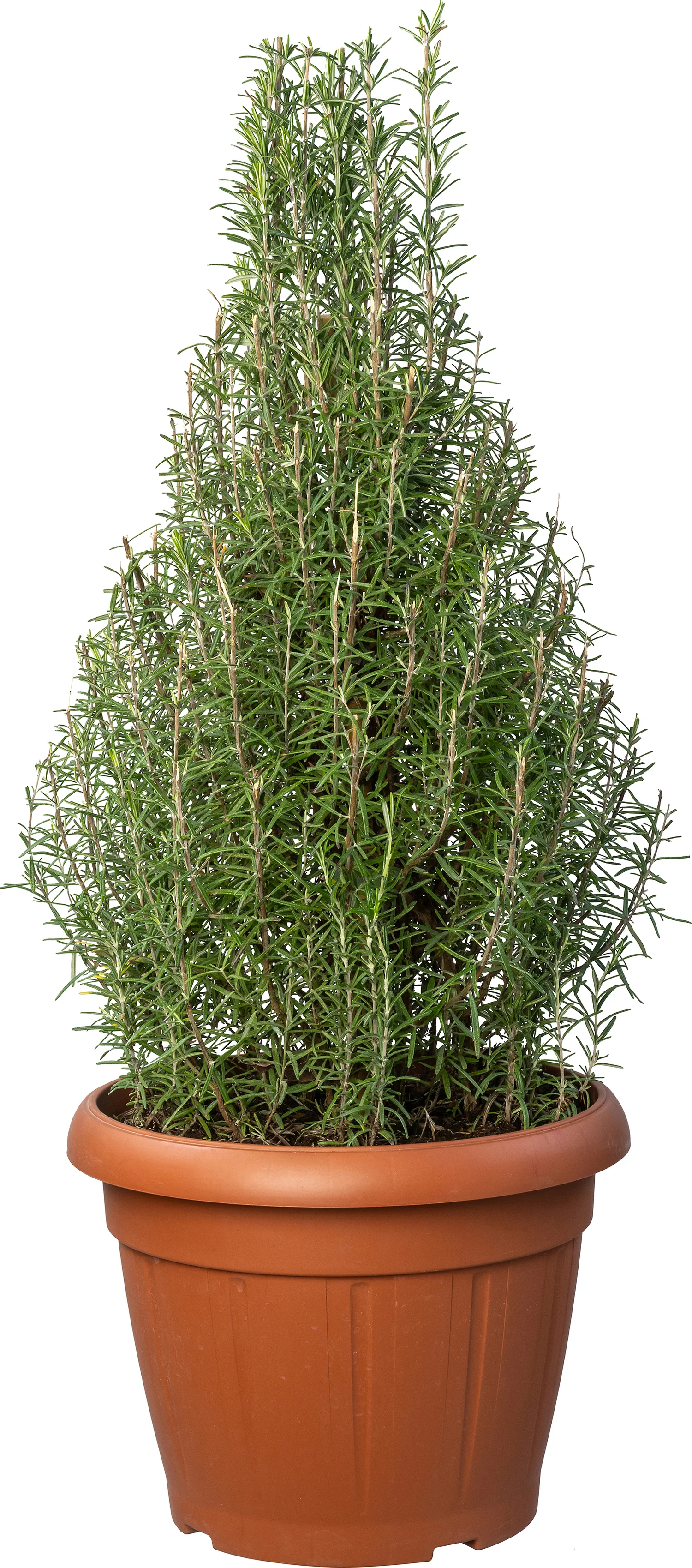 Rozemarijn (Rosmarinus officinalis) D 35 H 85 cm