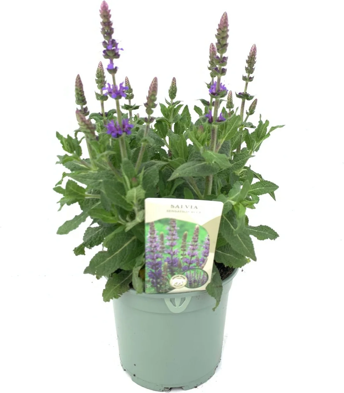 Siersalie (Salvia nemorosa 'Sensation Deep Blue') D 17 H 30 cm