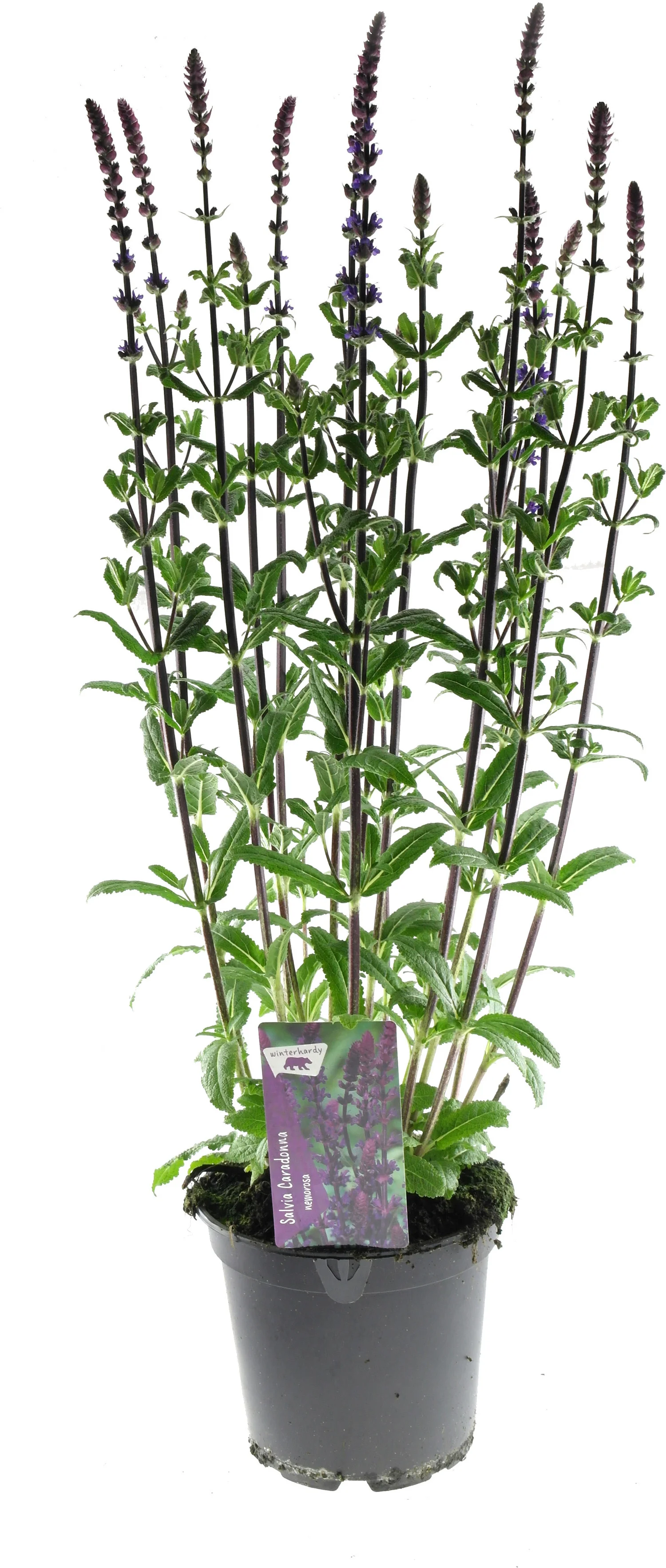 Siersalie (Salvia nemorosa 'Caradonna') D 17 H 50 cm