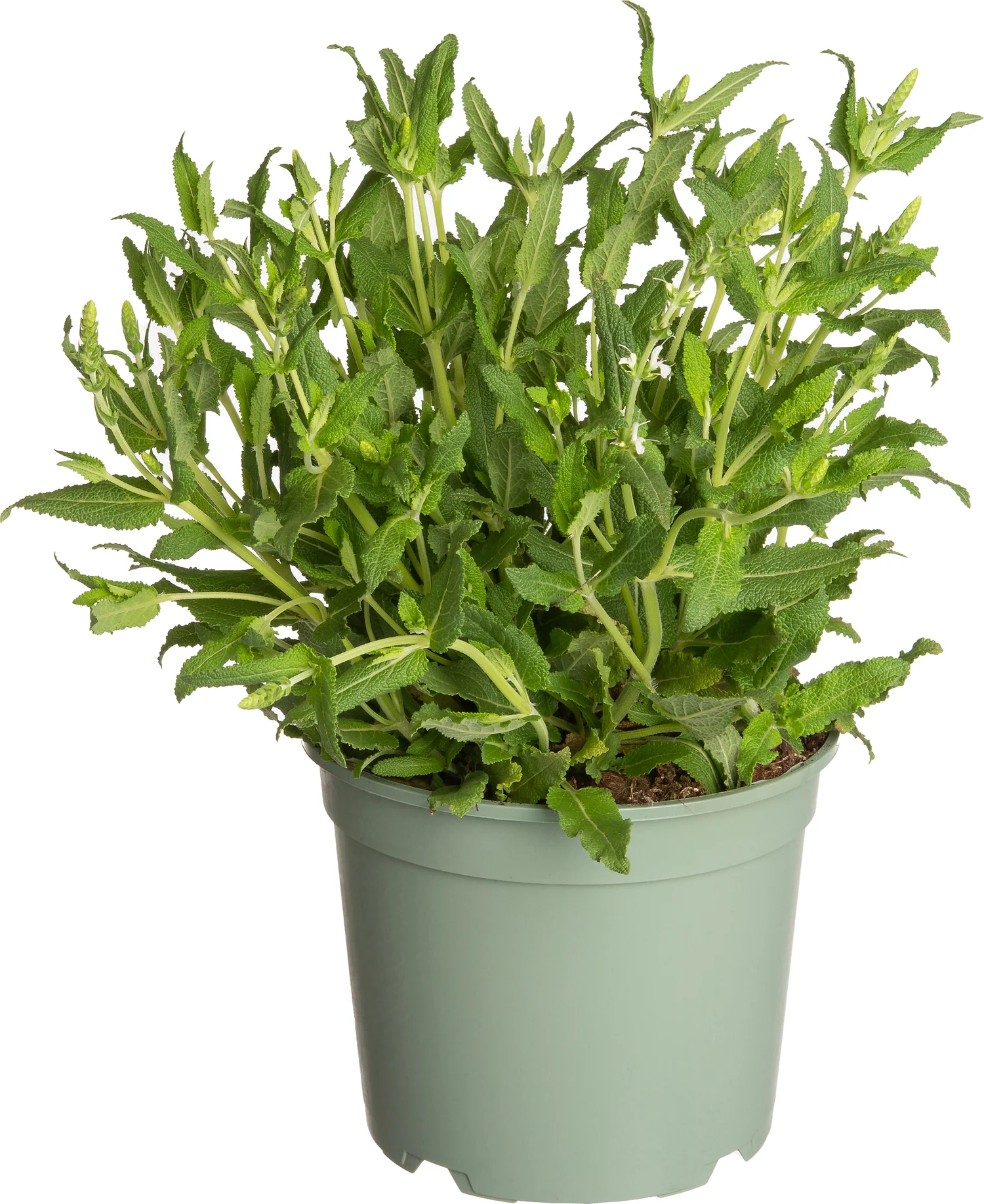 Siersalie (Salvia nemorosa 'Schneehügel') D 17 H 20 cm