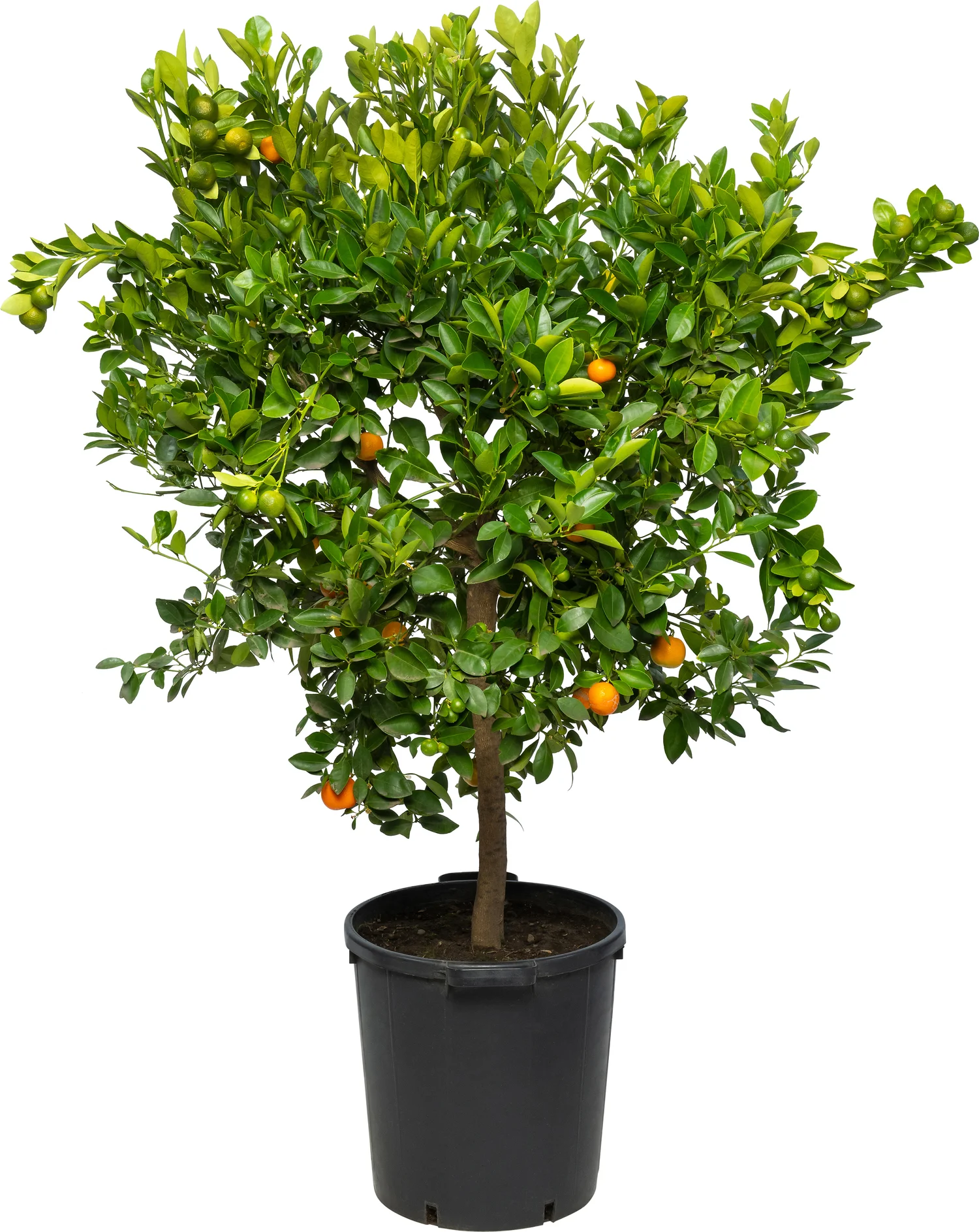 Siersinaasappel (Citrus sinensis 'Calamondino') D 35 H 120 cm