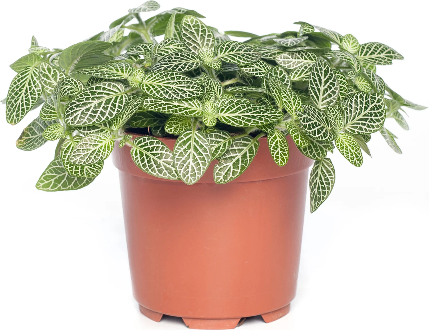 Mozaïekplant (Fittonia 'Mont Blanc') D 10,5 H 15 cm