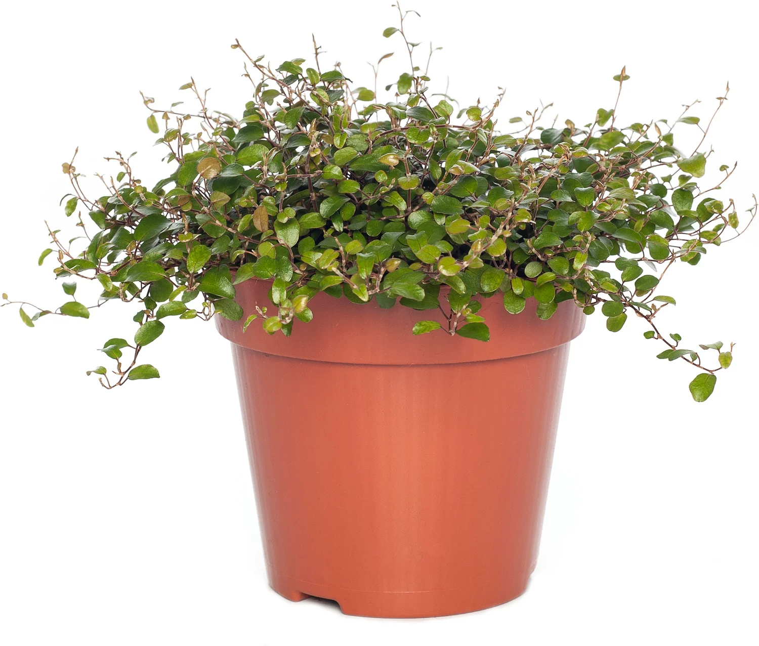 Muehlenbeckia (Muehlenbeckia complexa 'Mao'ri') D 12 H 15 cm