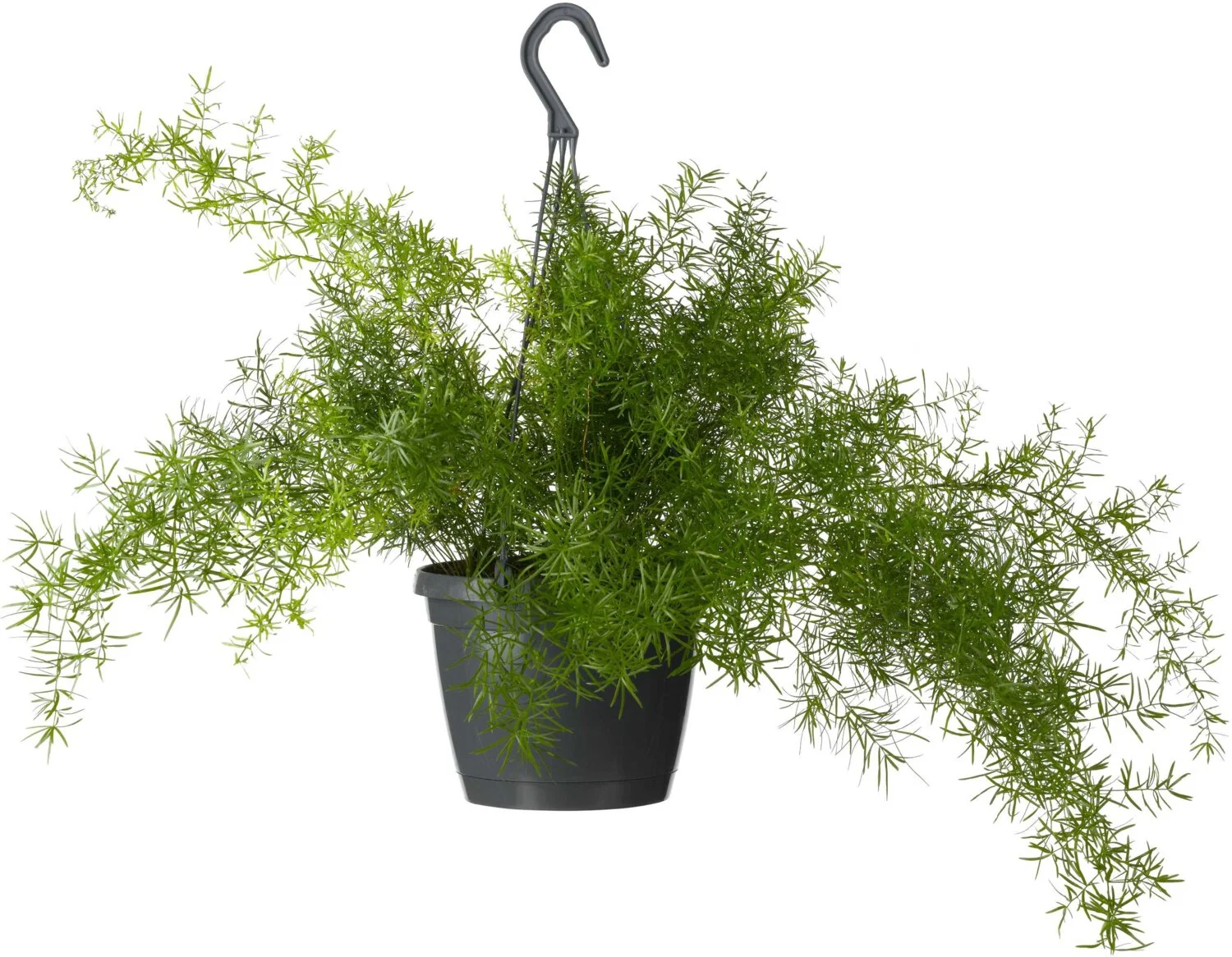 Sierasperge in hangpot (Asparagus densiflorus 'Sprengeri') D 17 H 35 cm
