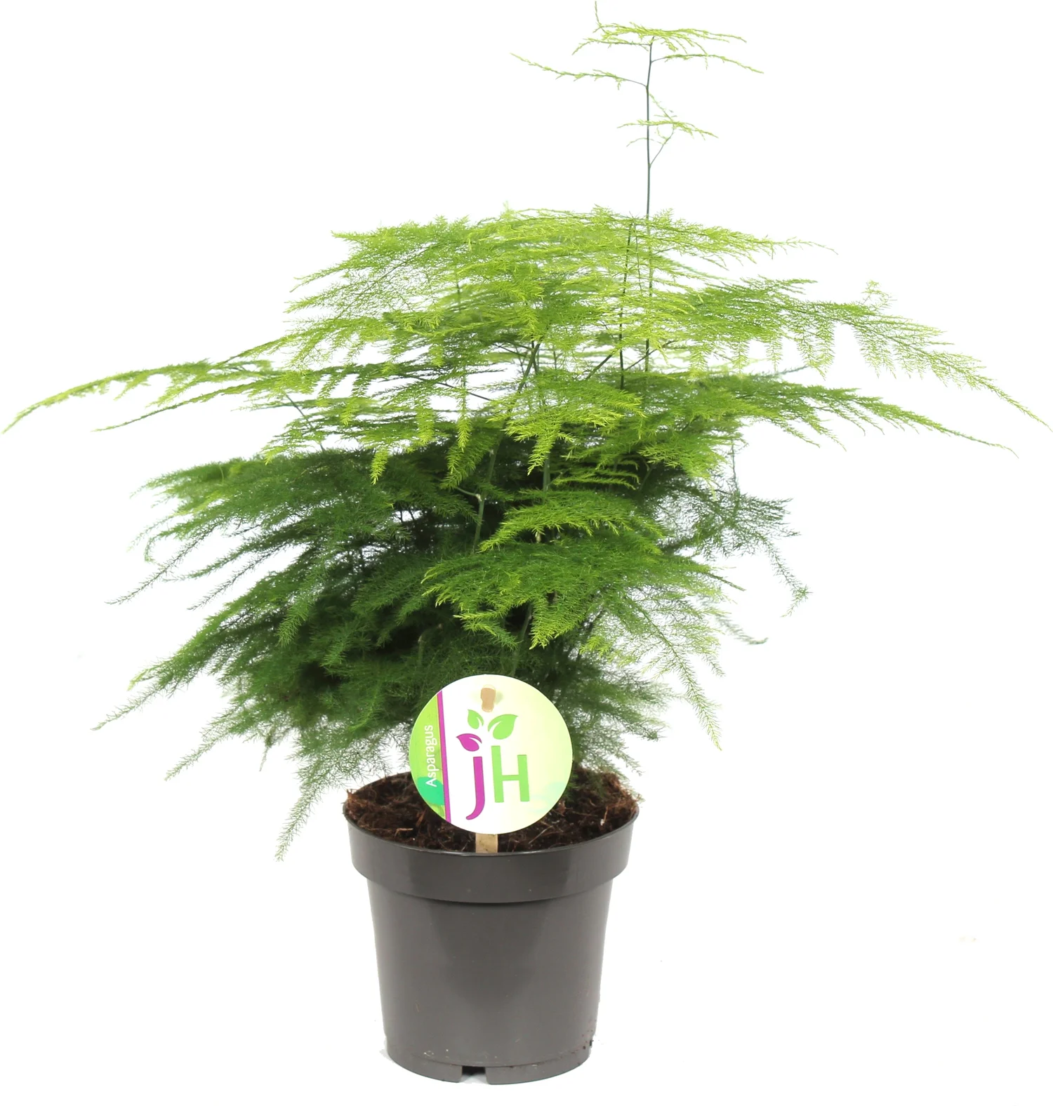 Sierasperge (Asparagus plumosus) D 12 H 40 cm
