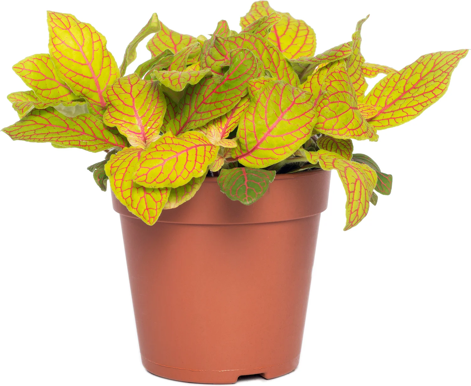 Mozaïekplant (Fittonia 'Skeleton') D 12 H 15 cm