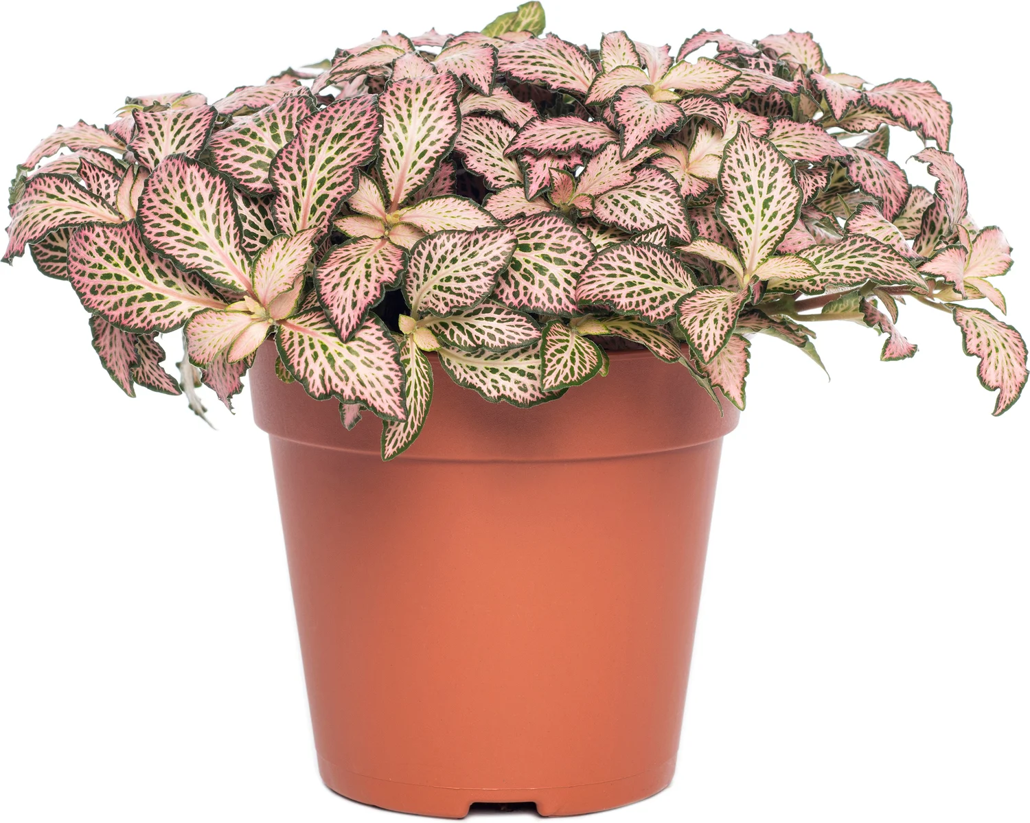 Mozaïekplant (Fittonia mosaic 'Pink Forest Flame') D 12 H 15 cm