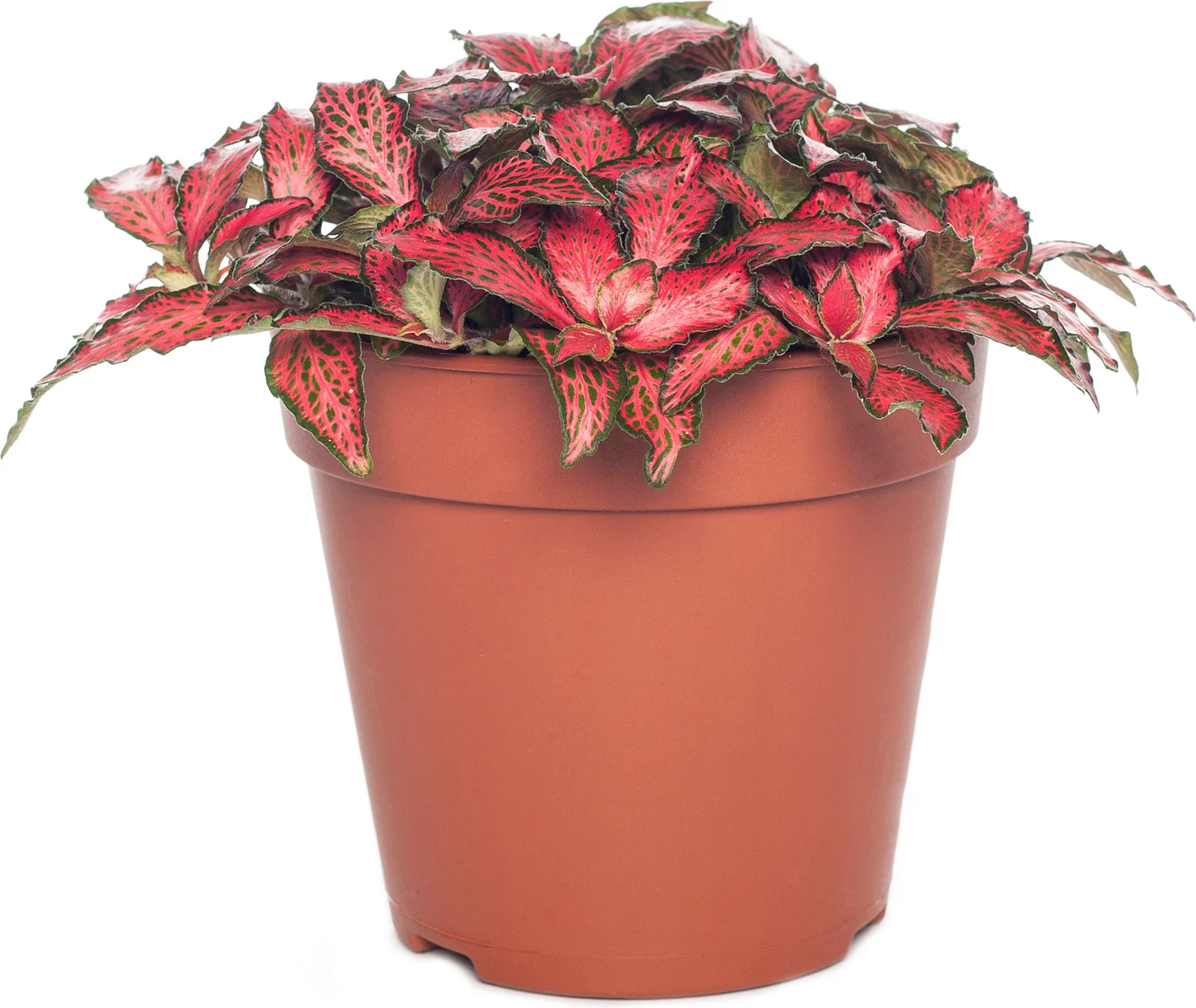 Mozaïekplant (Fittonia verschaffeltii 'Forest Flame') D 12 H 15 cm