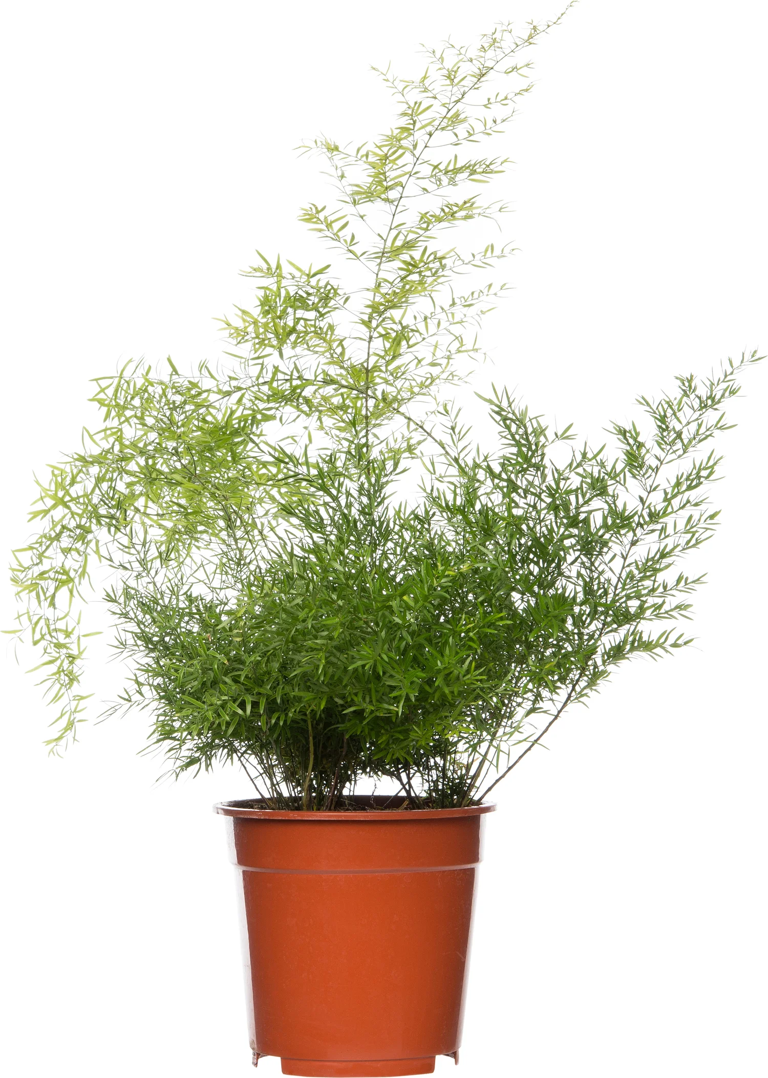 Sierasperge (Asparagus densiflorus 'Cwebe') D 17 H 35 cm