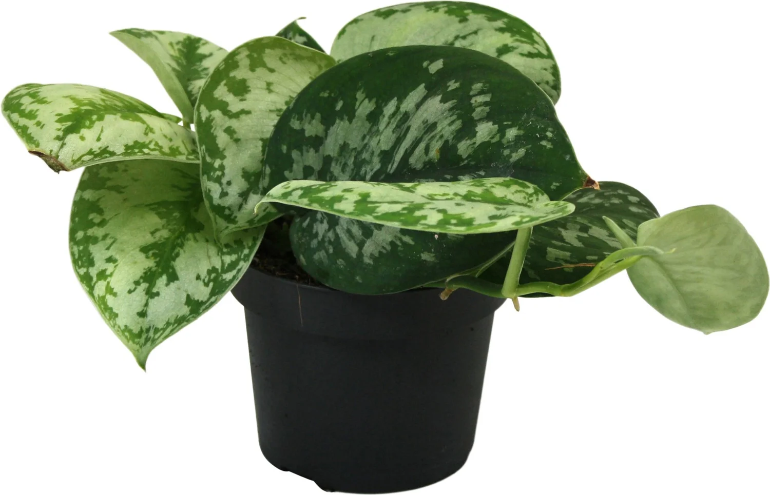 Scindapsus (Scindapsus pictus 'Trebie') D 12 H 25 cm
