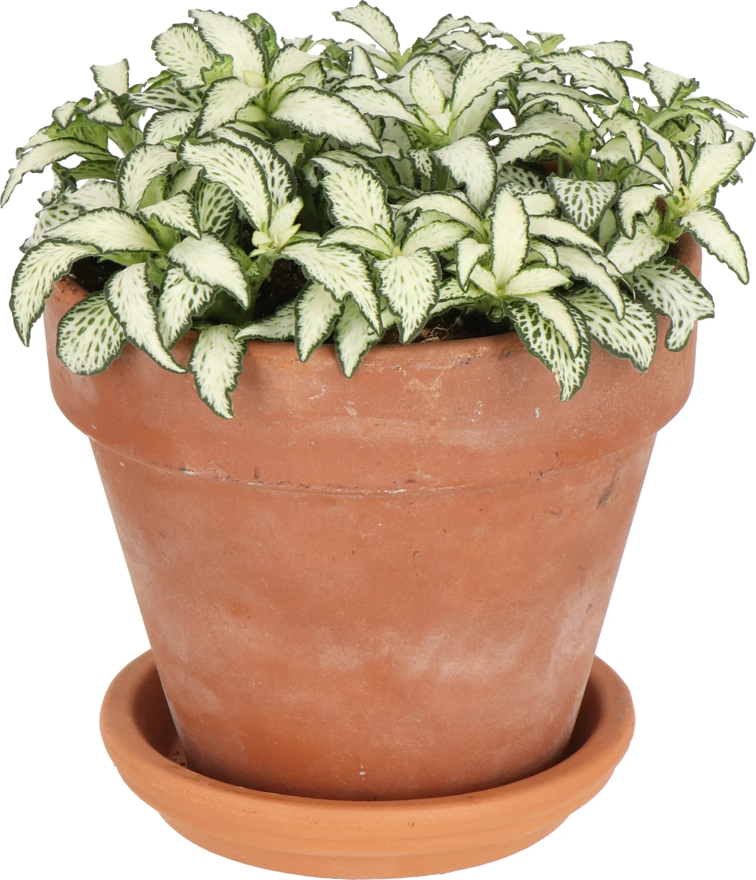 Mozaiekplant (Fittonia 'White Forest Flame') D 12 H 18 cm