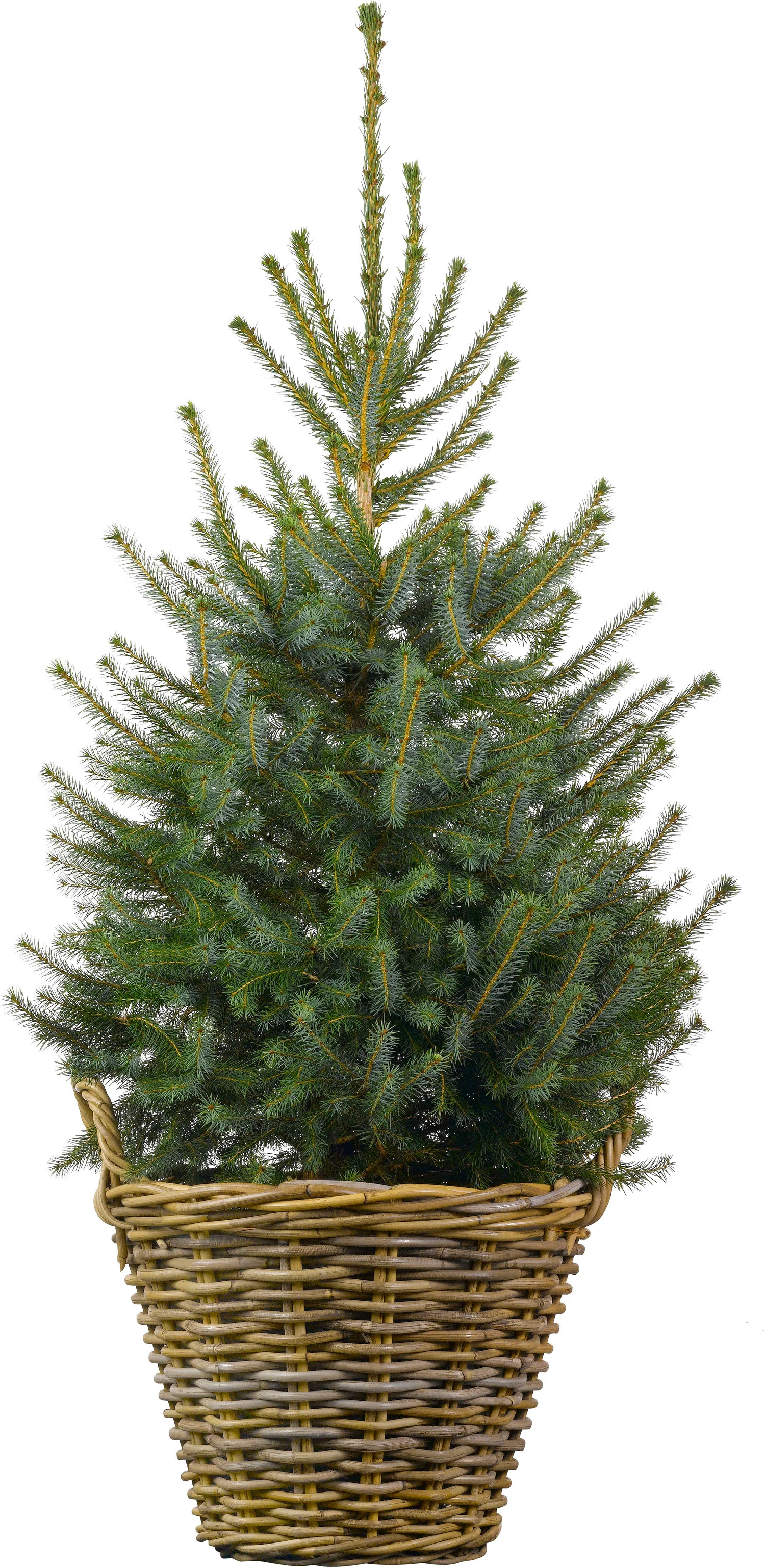 Servische spar kerstboom in mand D 29 H 80 – 100 cm
