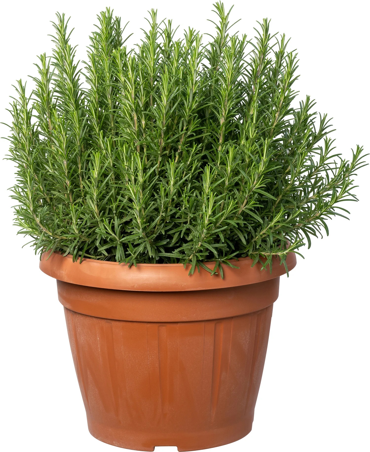 Rozemarijn (Rosmarinus officinalis) D 35 H 40 cm
