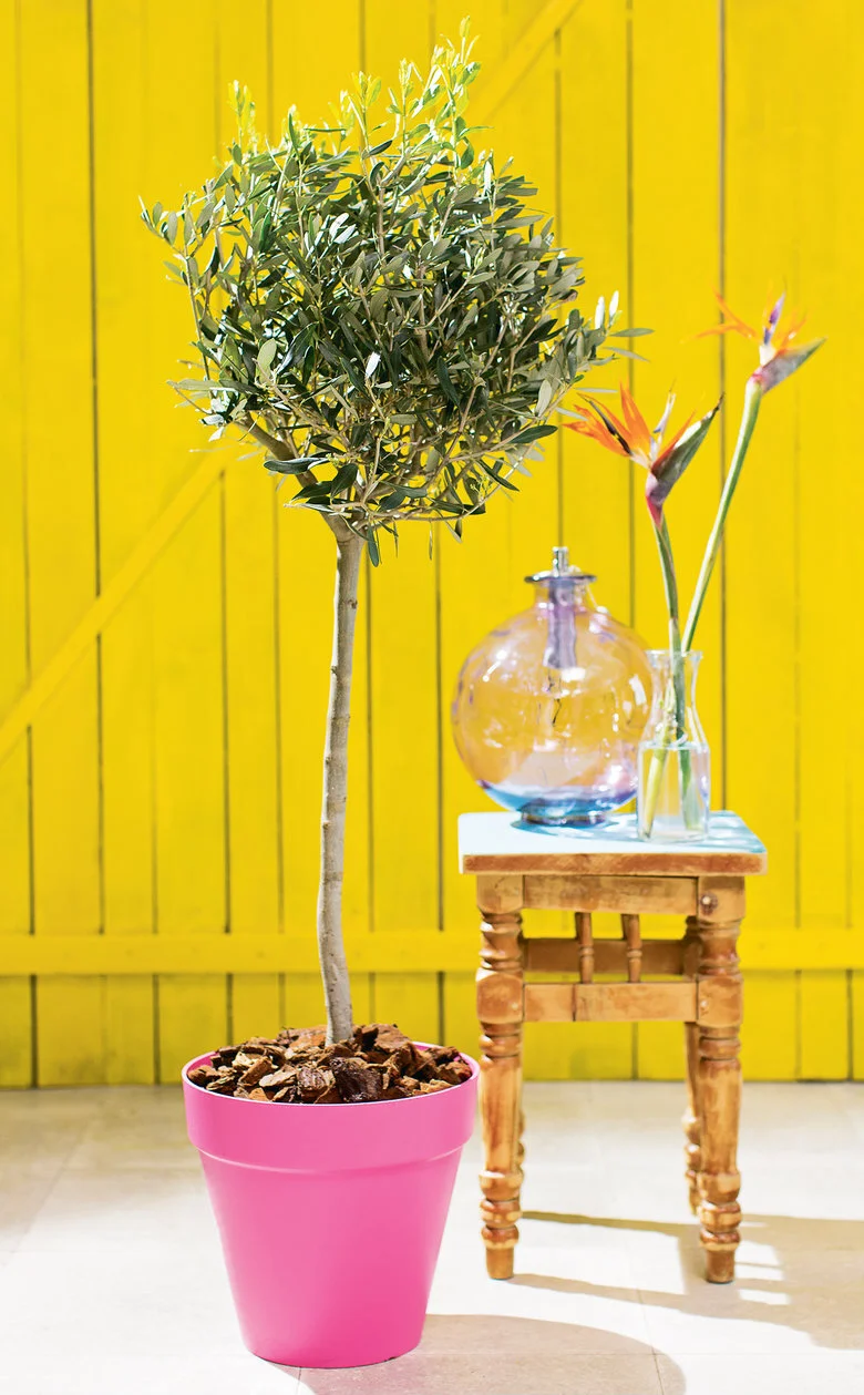 Olijfboom (Olea europaea) D 24 H 140 cm