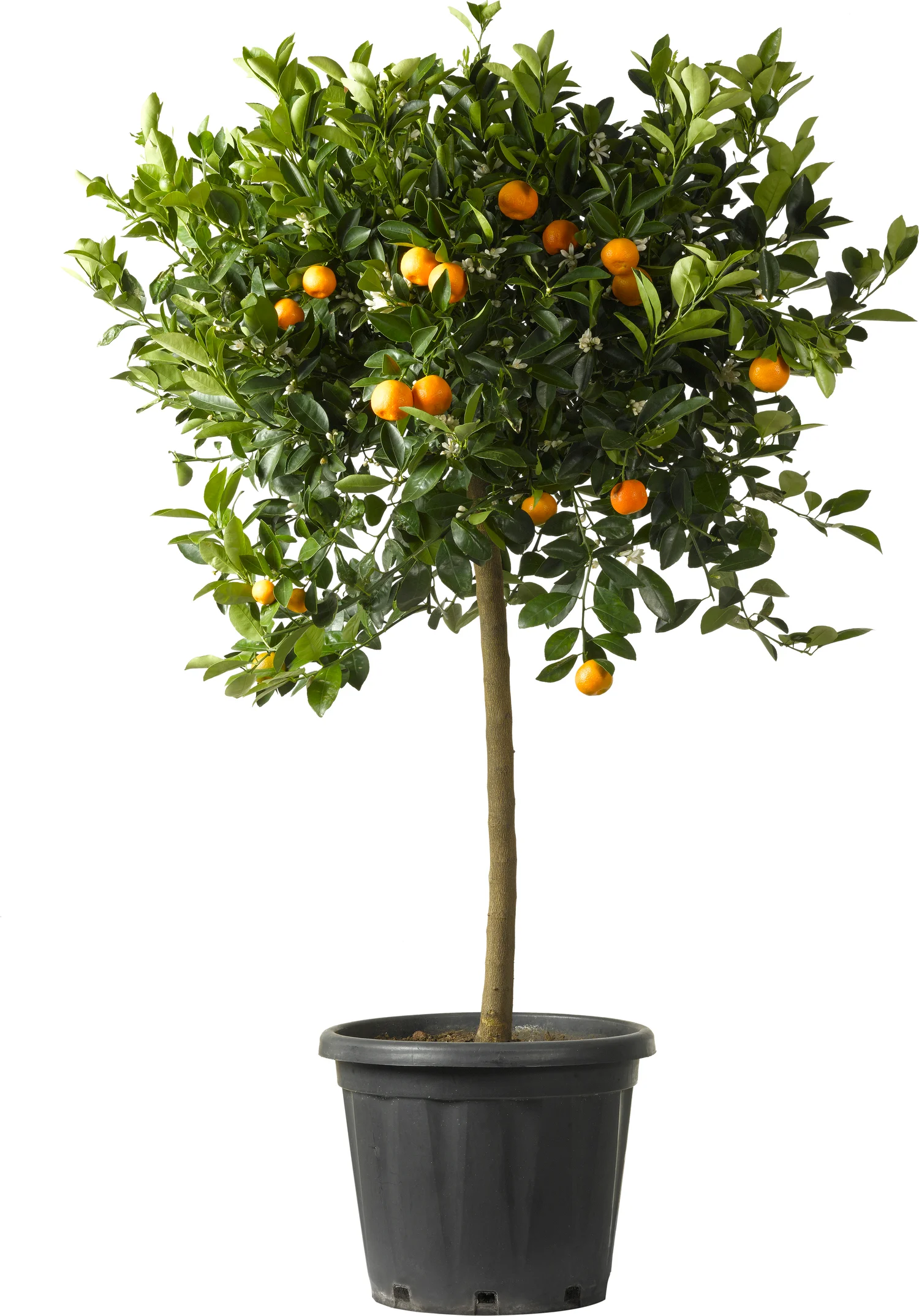 Mandarijn (Citrus sinensis 'Calamondin') D 35 H 120 cm