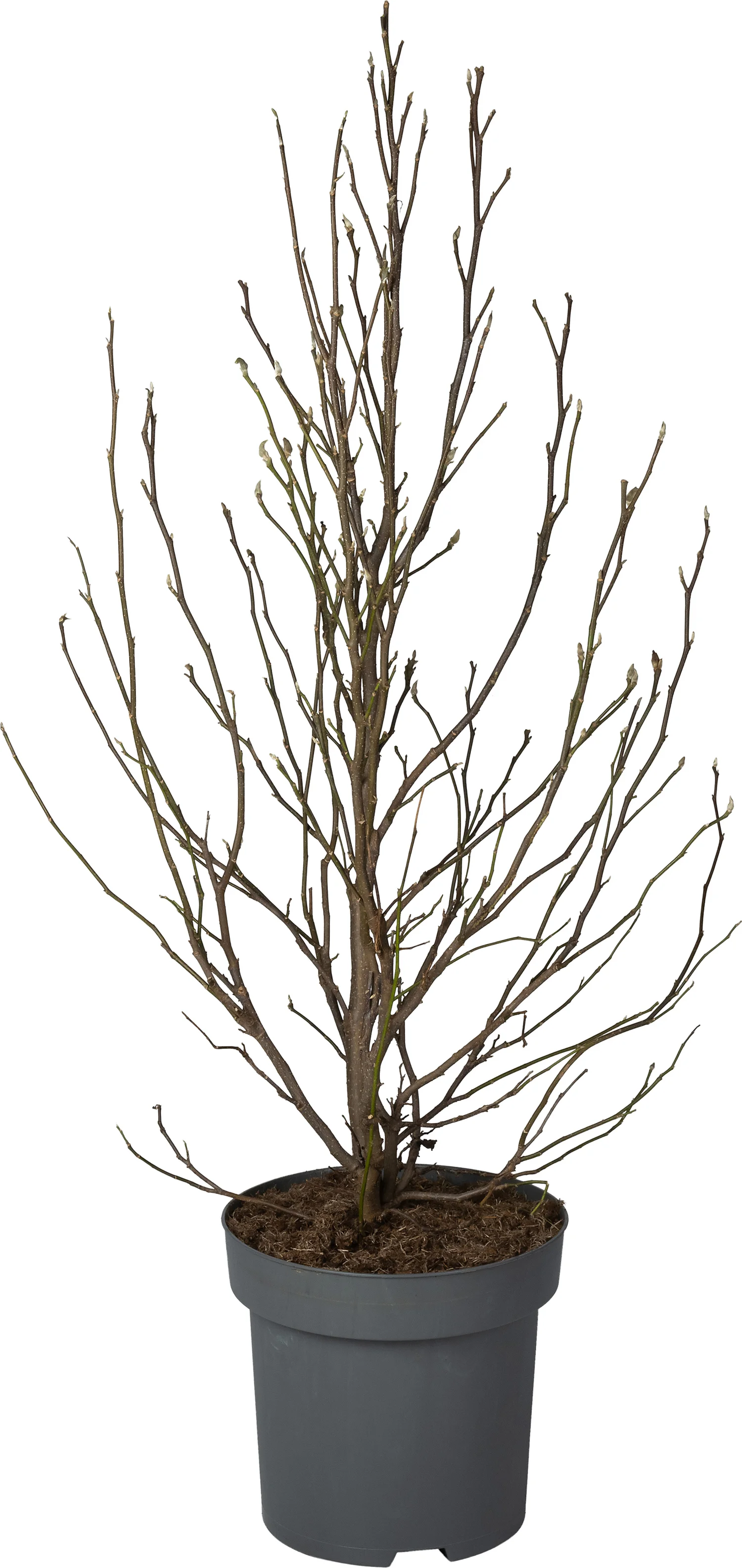 Magnolia (Magnolia soulangeana 'Susan') D 32 H 90 cm