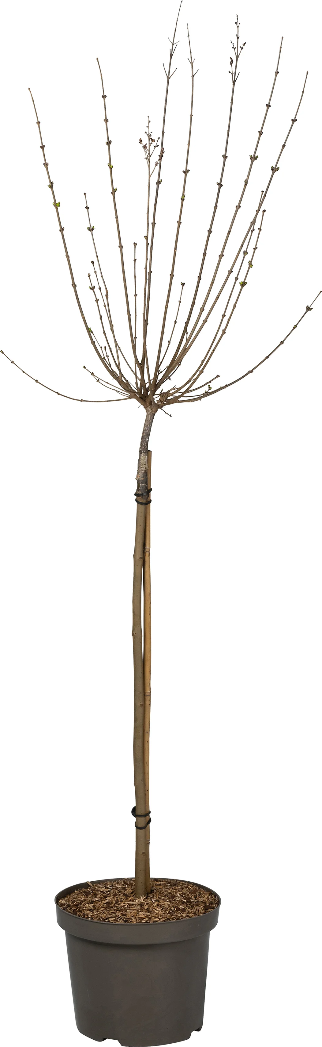 Sering op stam (Syringa bloomerang® 'Dark Purple') D 27 H 120 cm