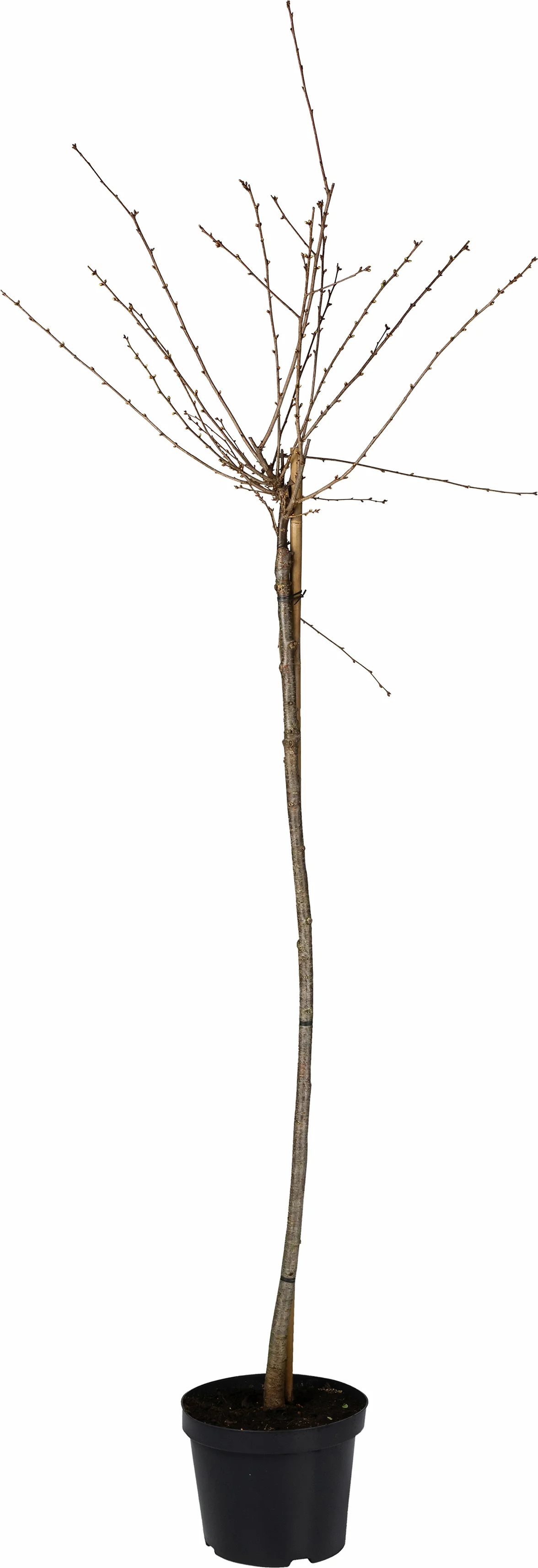 Sierkers op stam (Prunus 'Okame') D 27 H 120 cm