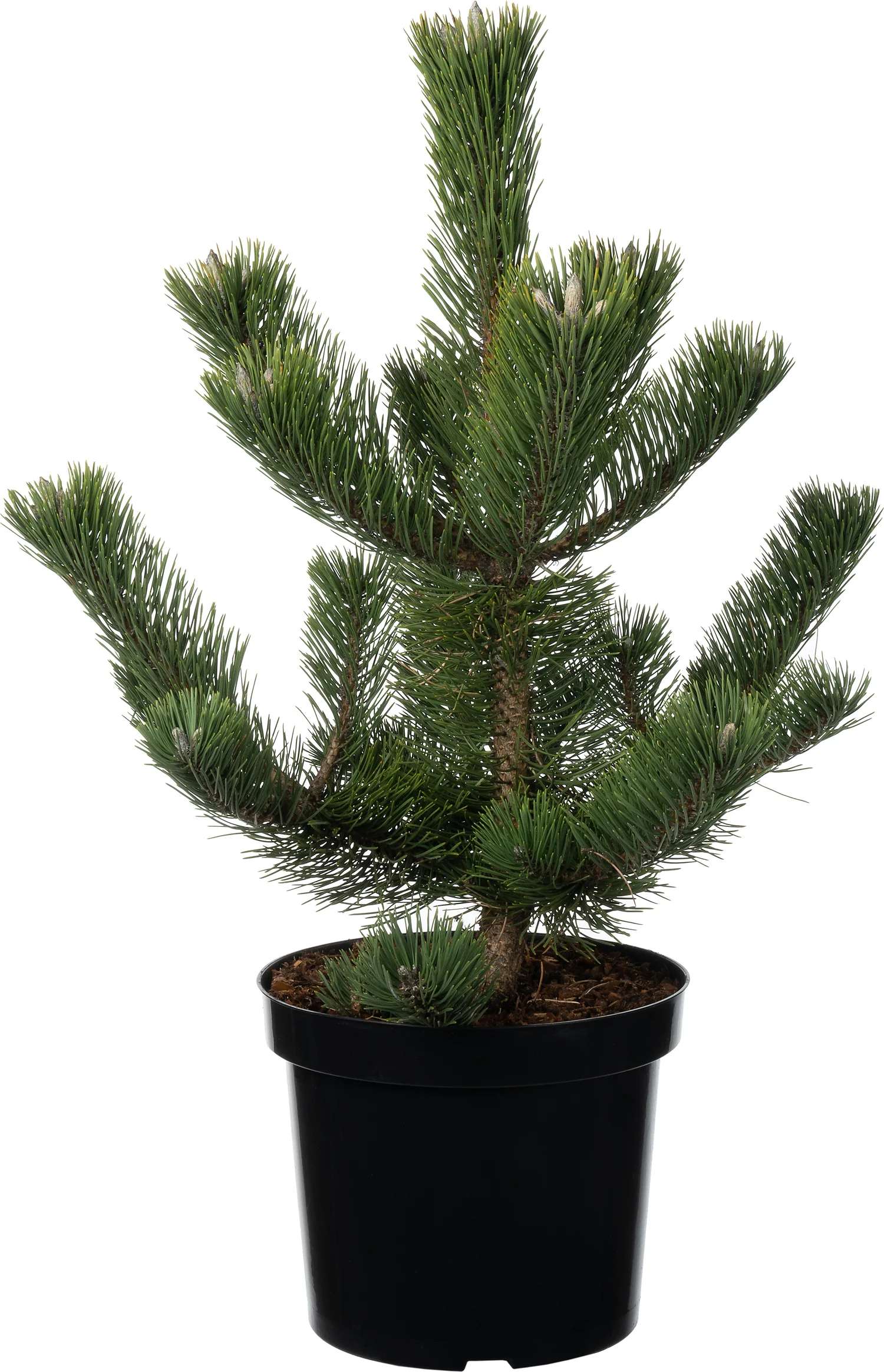 Zwarte Den (Pinus nigra 'Oregon Green' ) D 26 H 40 cm