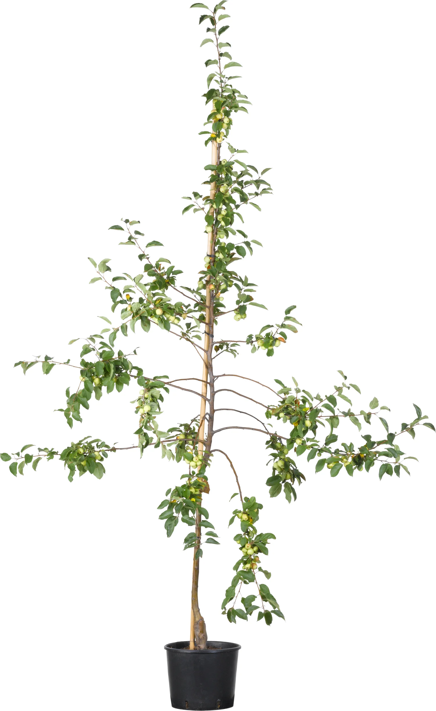 Sierappel (Malus 'Evereste') D 32 H 125 cm