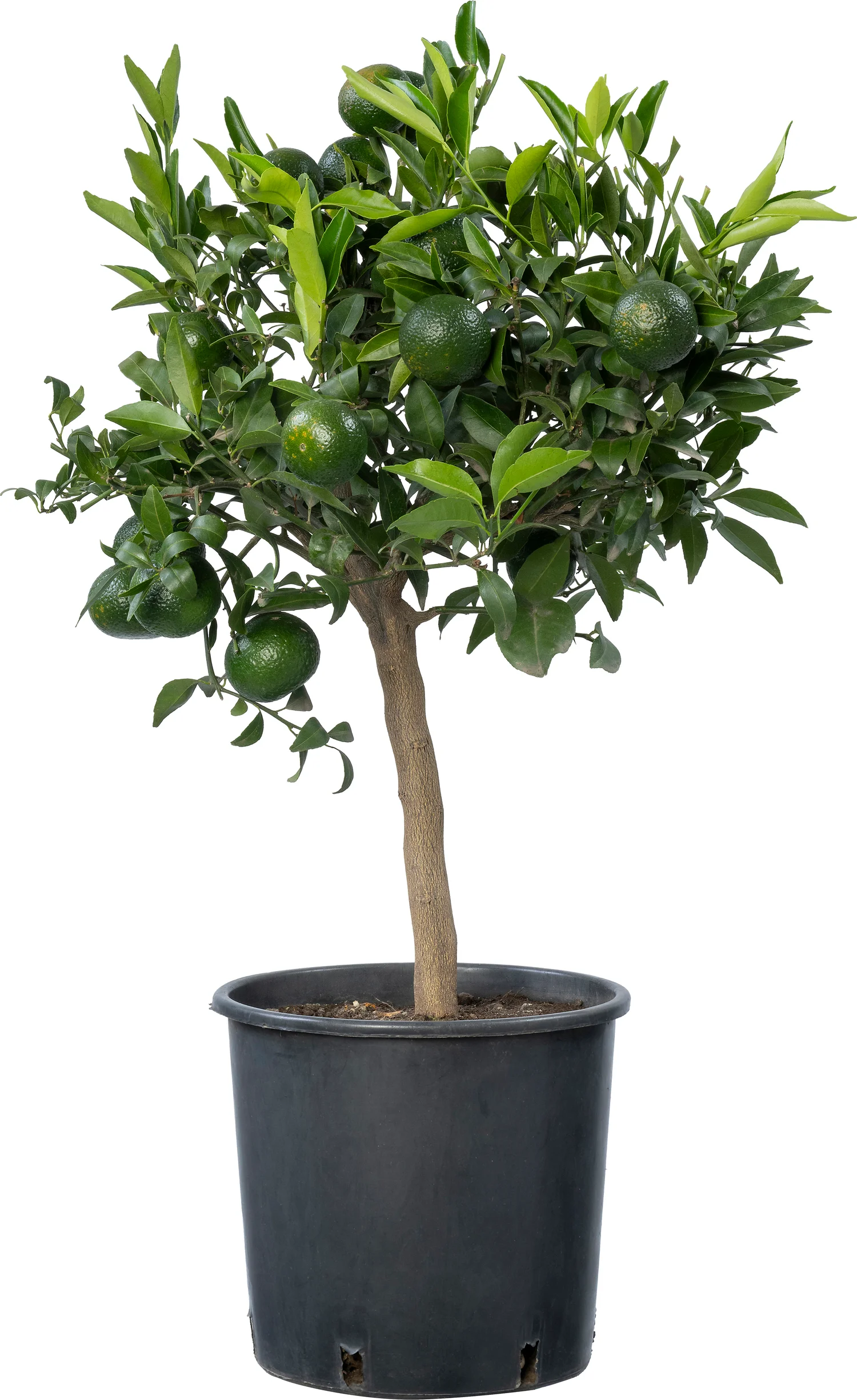 Mandarijn (Citrus reticulata 'Clementine') D 20 H 70 cm