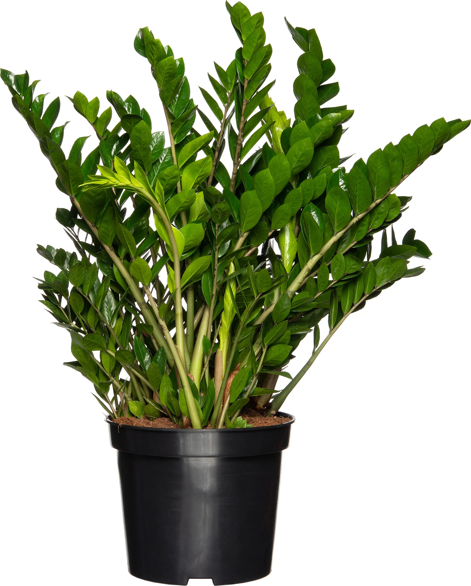 Zamioculcas (Zamioculcas zamiifolia) D 40 H 100 cm