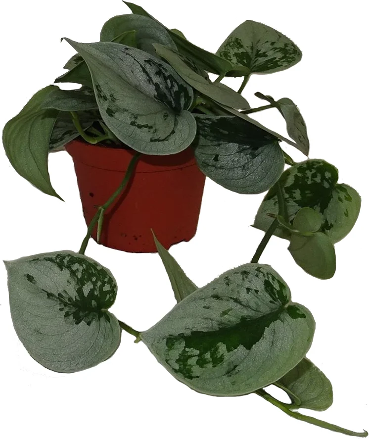 Scindapsus (Scindapsus pictus 'Silvery Ann') D 11 H 20 cm