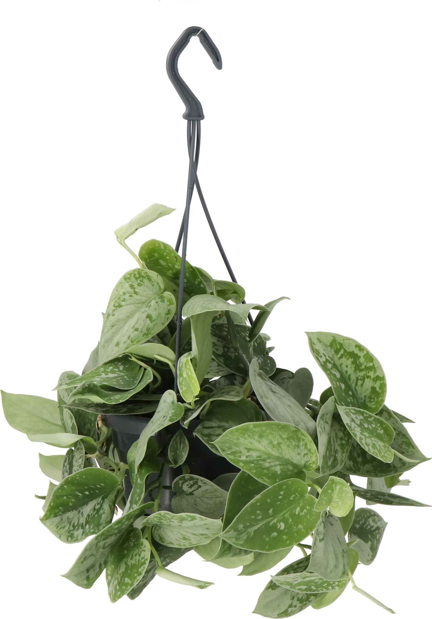 Scindapsus in hangpot (Scindapsus pictus 'Silvery Ann') D 14 H 40 cm