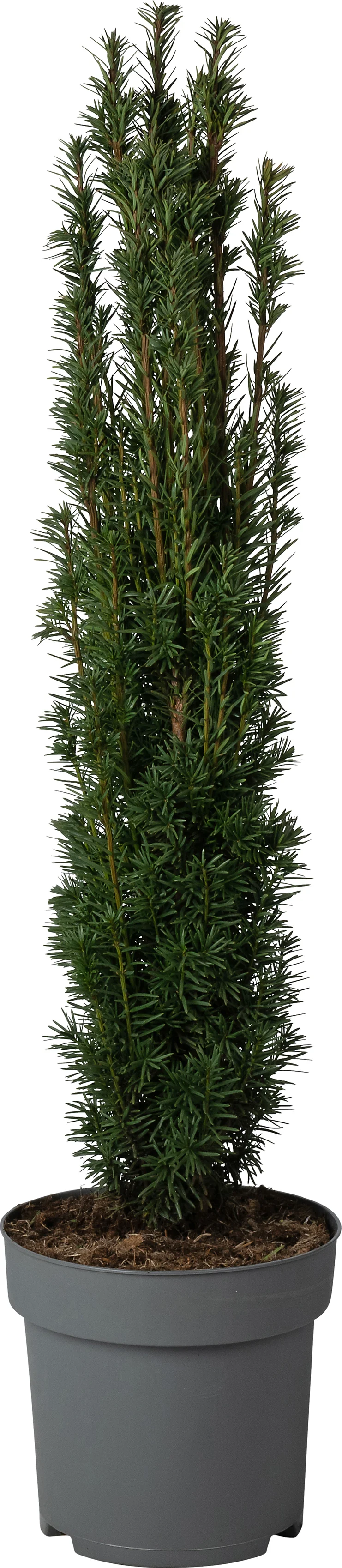 Zuiltaxus (Taxus baccata 'Fastigiata Robusta') D 29 H 100 cm