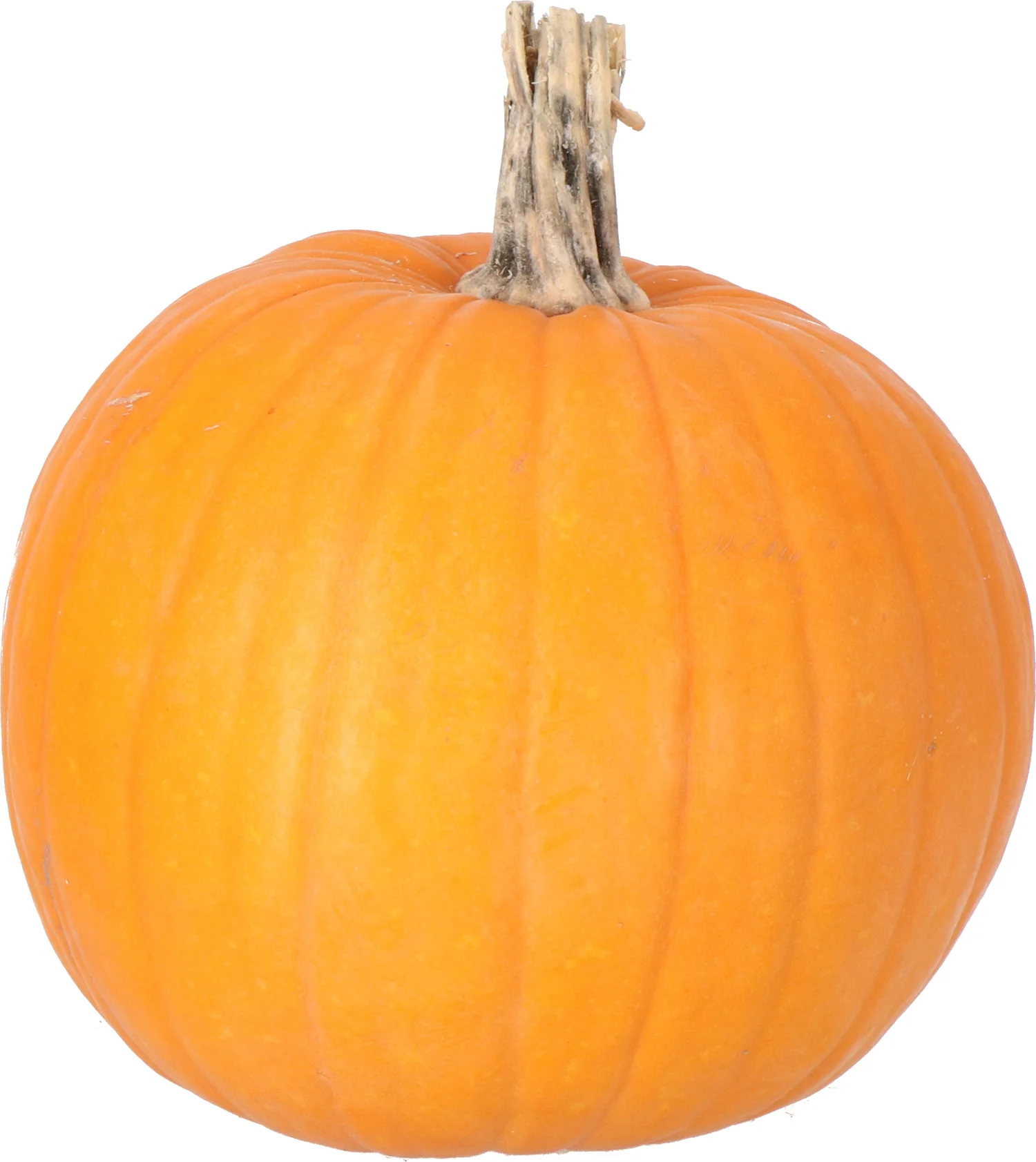Pompoen (Cucurbita 'Halloween') D 10 cm