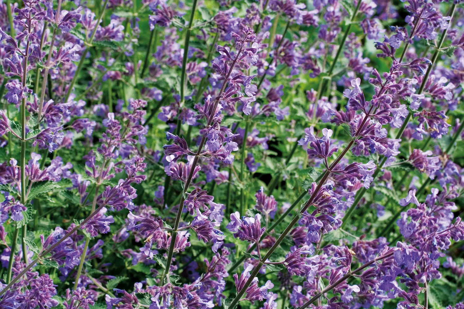 Siersalie (Salvia nemorosa) D 17 H 30 cm
