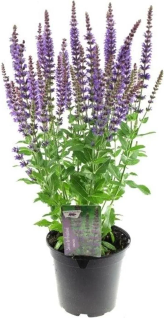 Siersalie (Salvia nemorosa 'Ostfriesland') D 17 H 30 cm
