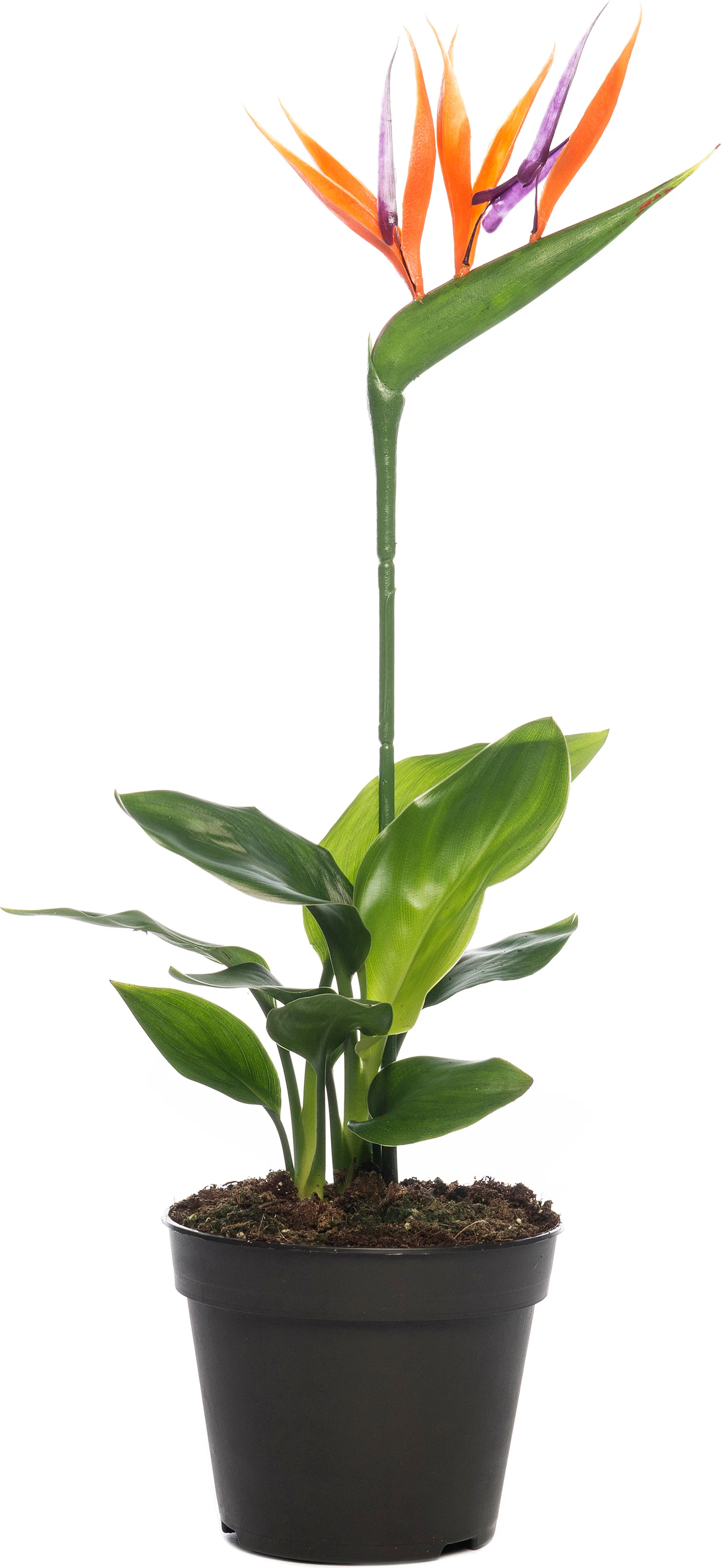 Paradijsvogelbloem met kunstbloem (Strelitzia reginae) D 13 H 35 cm