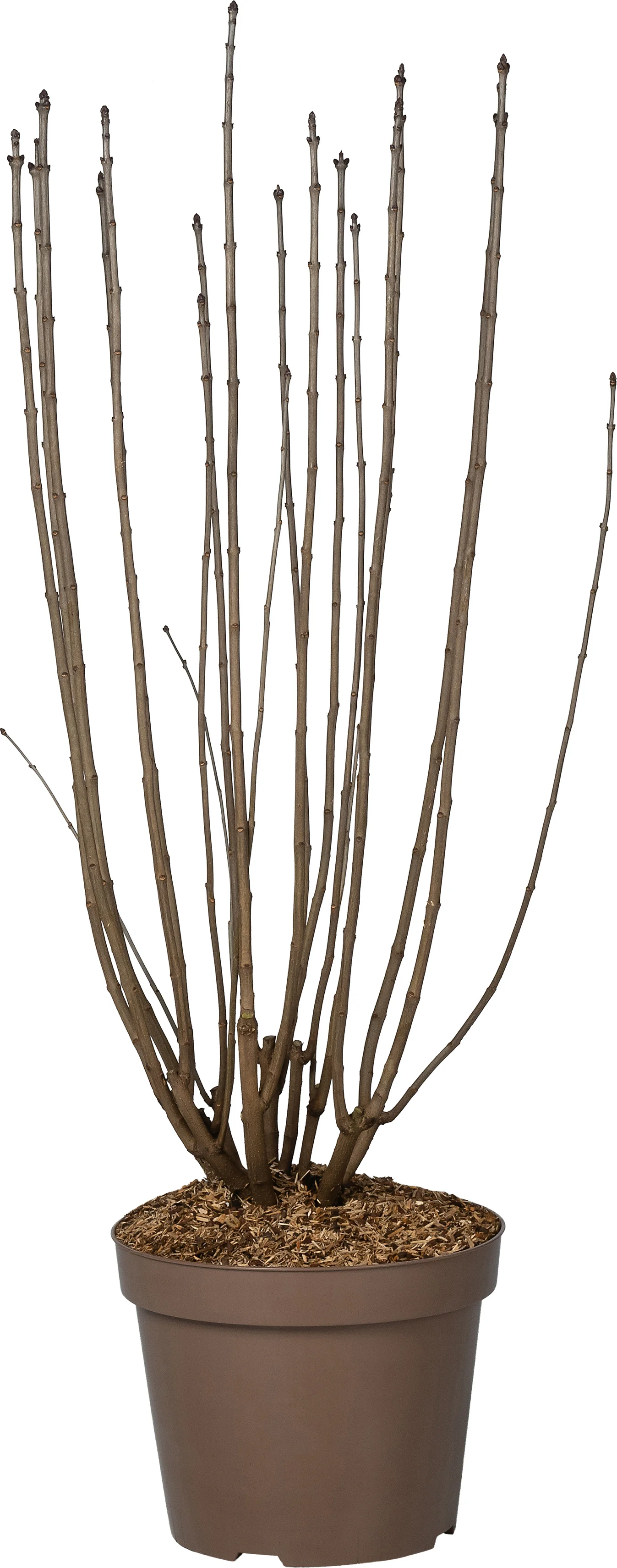 Sering (Syringa vulgaris 'Charles Joly') D 32 H 100 cm
