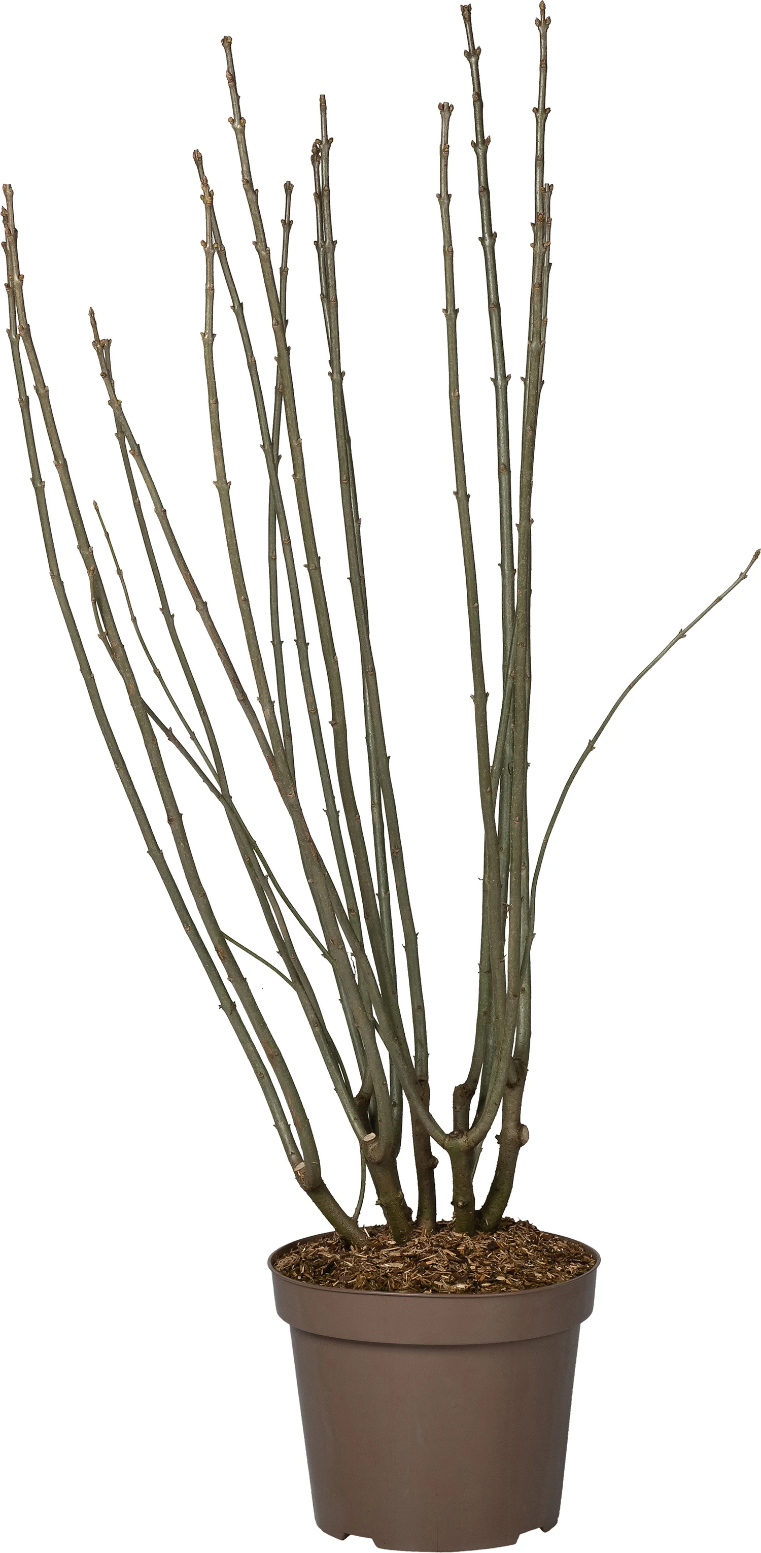 Sering (Syringa villosa 'Agnes Smith') D 32 H 100 cm