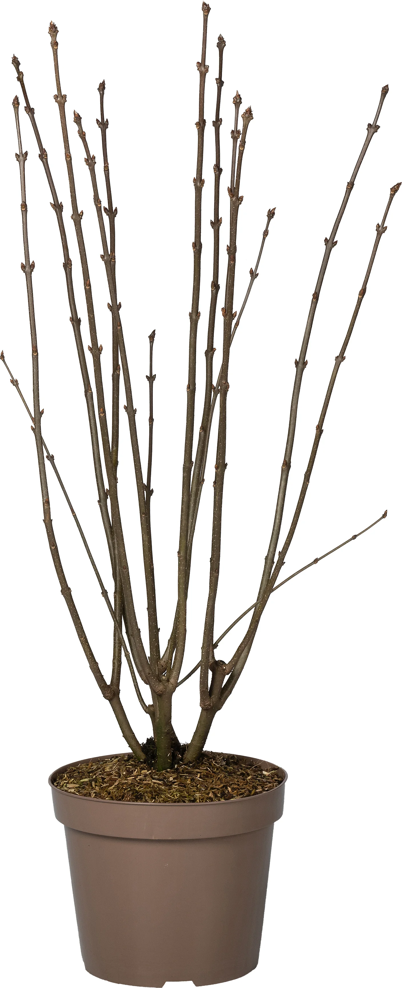 Sering (Syringa villosa 'Lark Song') D 32 H 100 cm