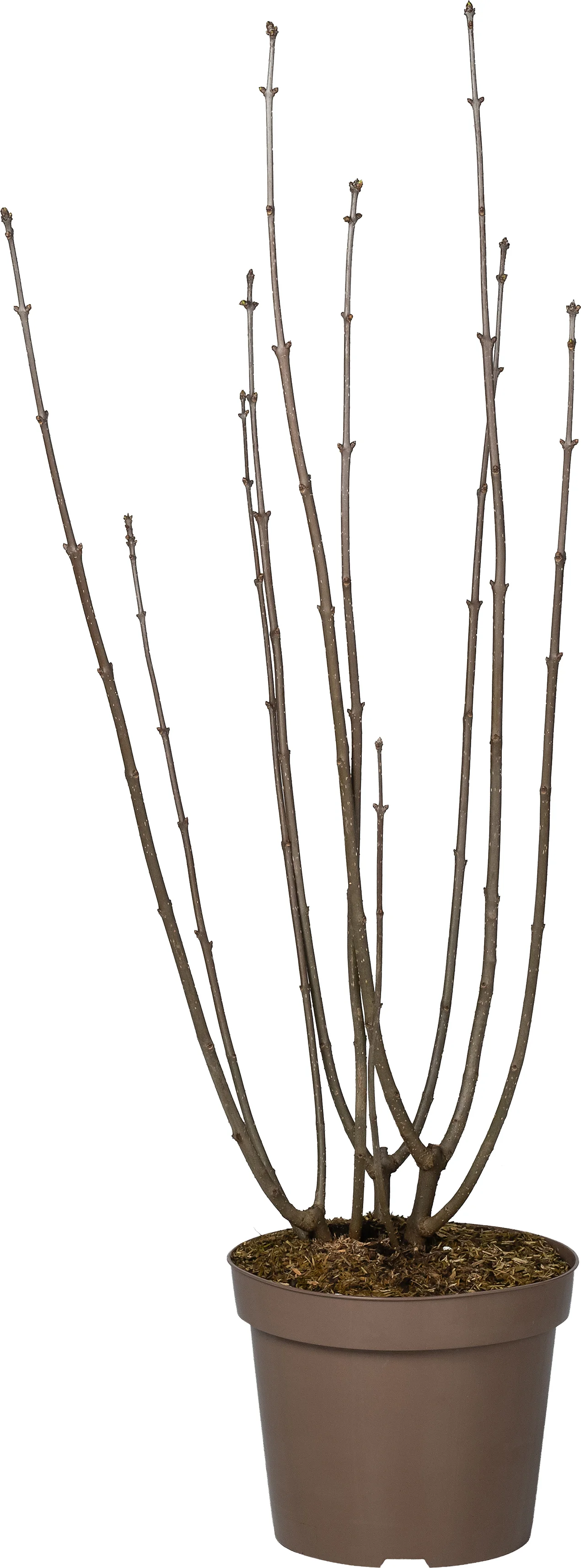 Sering (Syringa villosa 'Miss Canada') D 32 H 100 cm