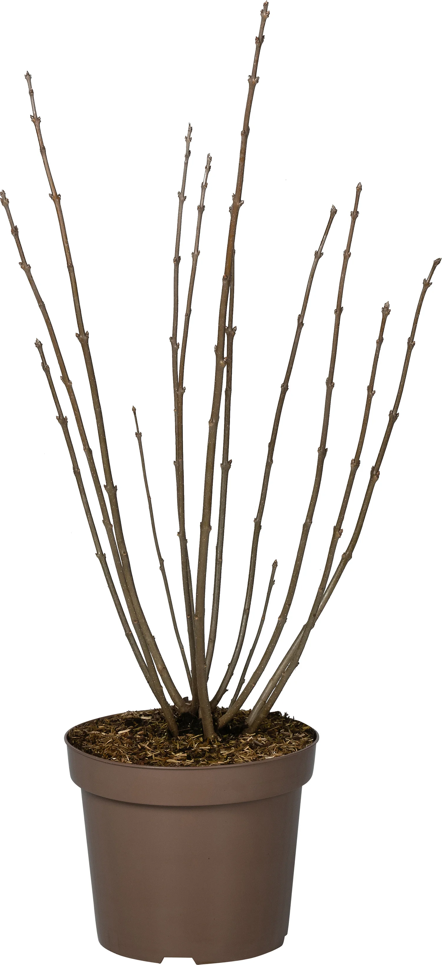 Sering (Syringa villosa 'Royalty') D 32 H 100 cm