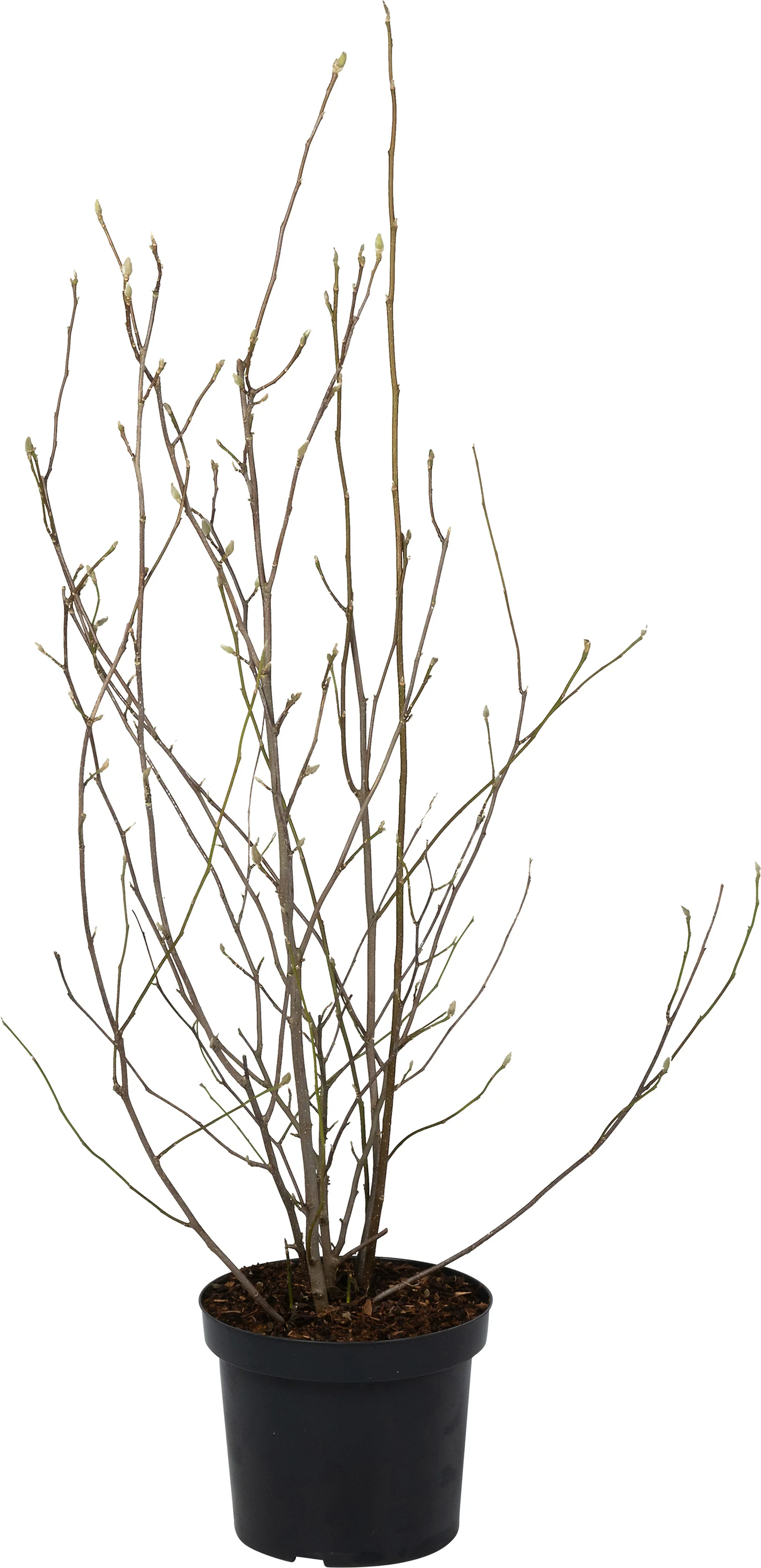 Magnolia (Magnolia 'George Henry Kern') D 27 H 80 cm