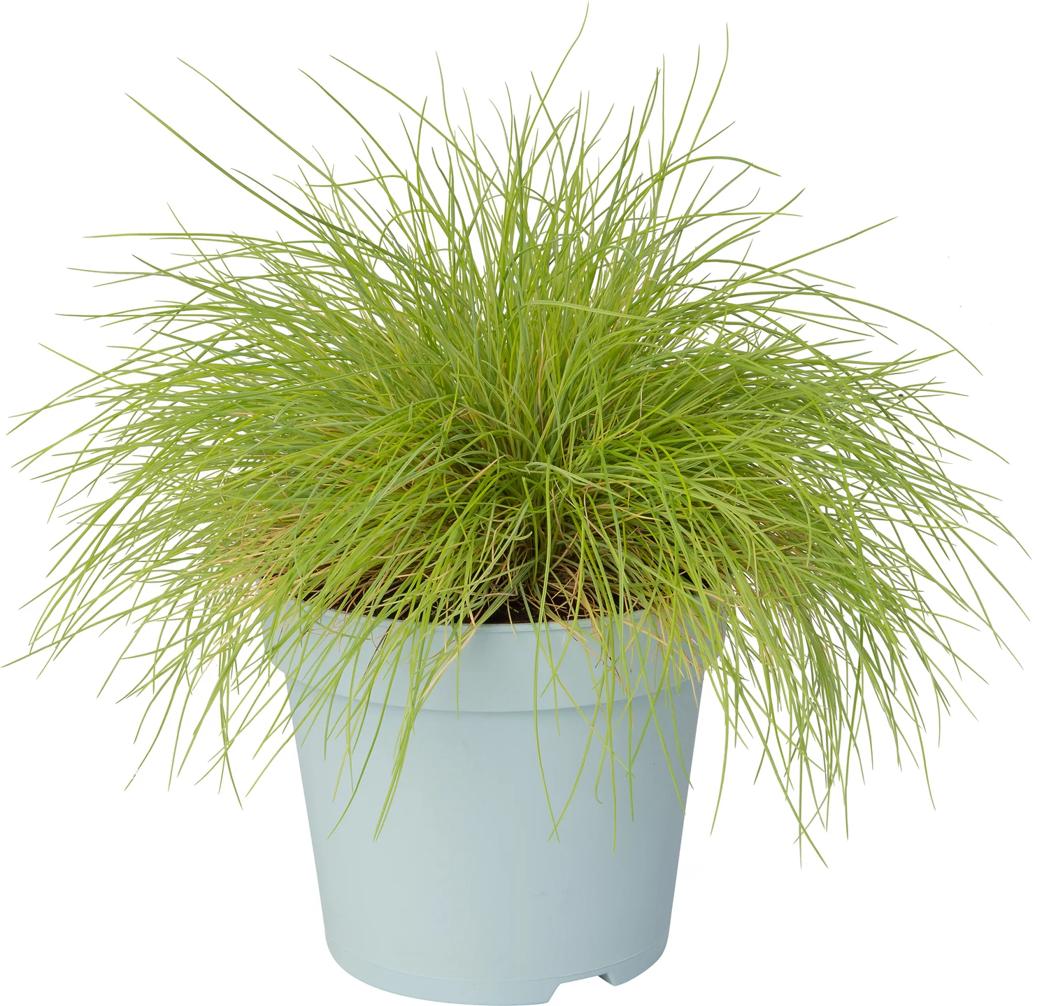 Zwenkgras (Festuca glauca 'Amigold') D 17 H 30 cm