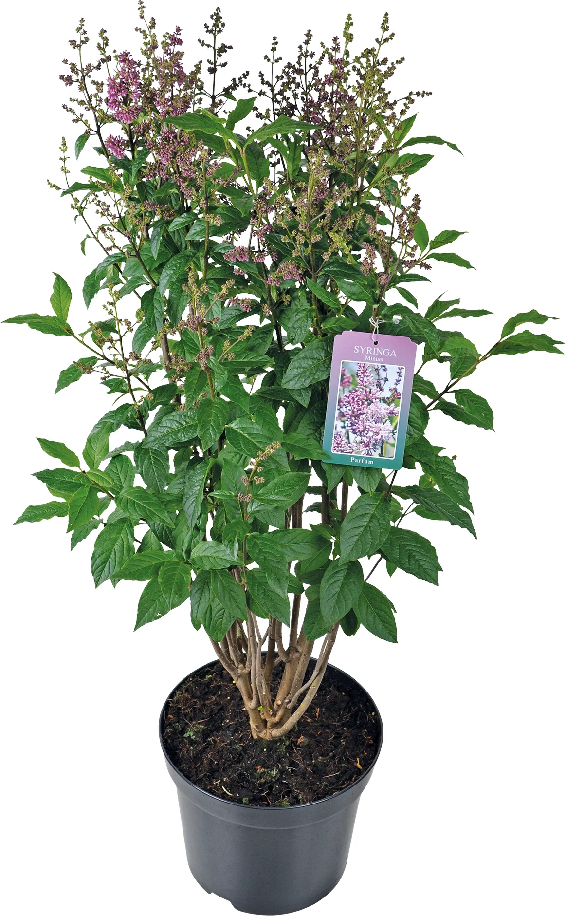 Sering (Syringa (Villosae groep) 'Minuet') D 23 H 70 cm
