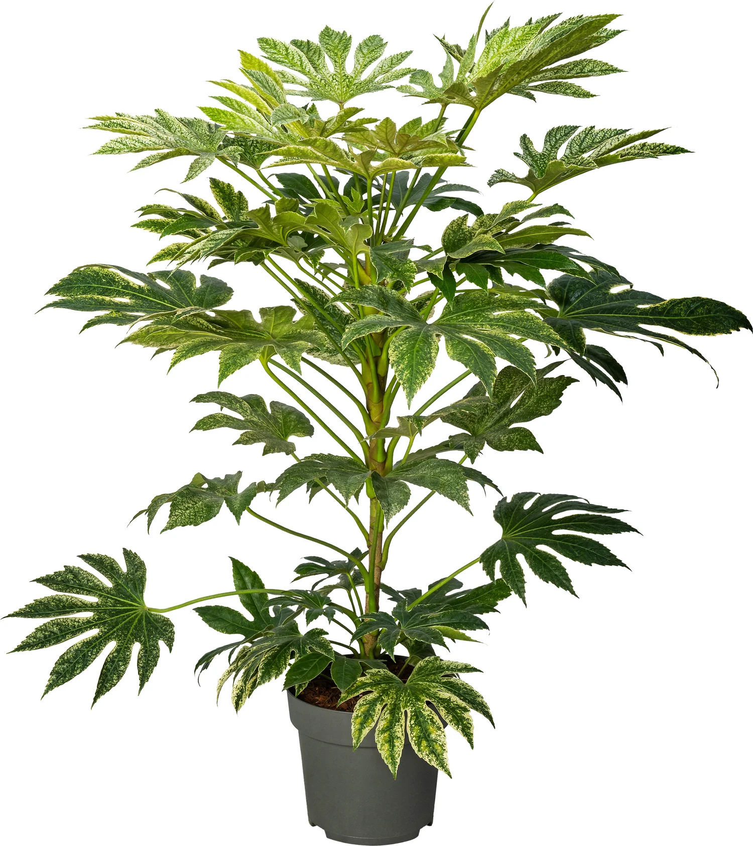 Vingerplant (Fatsia japonica 'Spiderweb') D 27 H 70 cm
