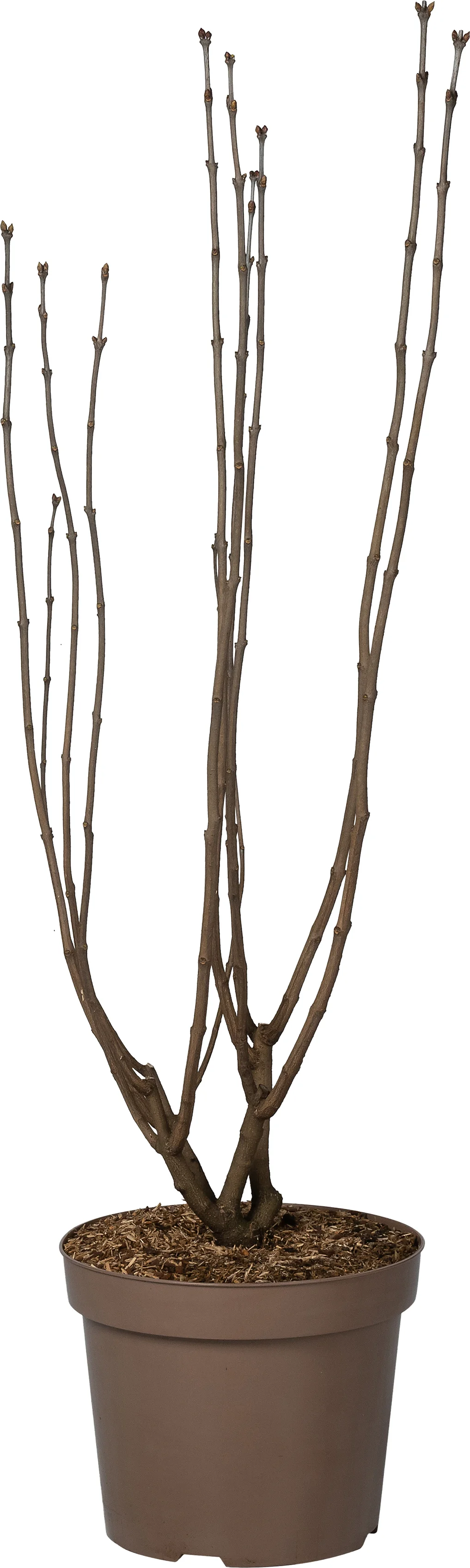 Sering (Syringa vulgaris 'Sensation') D 32 H 100 cm
