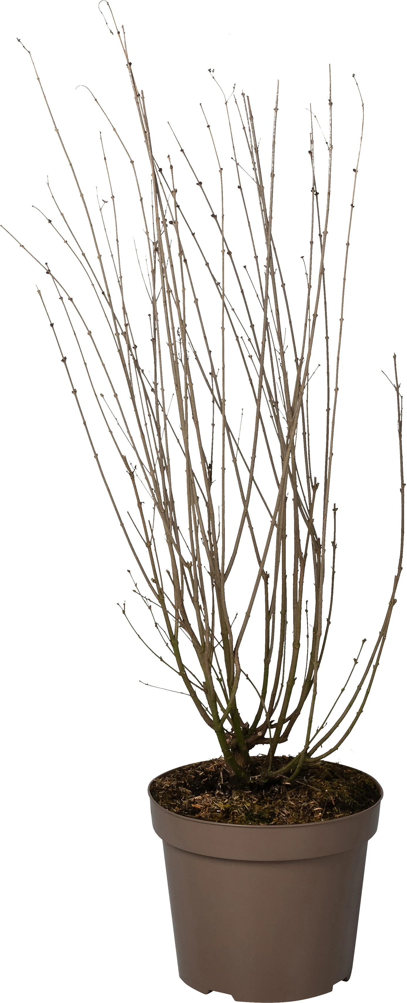 Sering (Syringa bloomerang® 'Dark Purple') D 32 H 90 cm