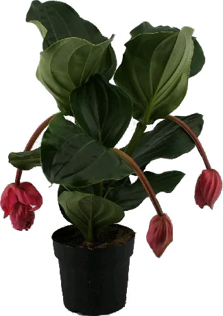 Medinilla  (Medinilla magnifica 'Flamengo') D 17 H 50 cm