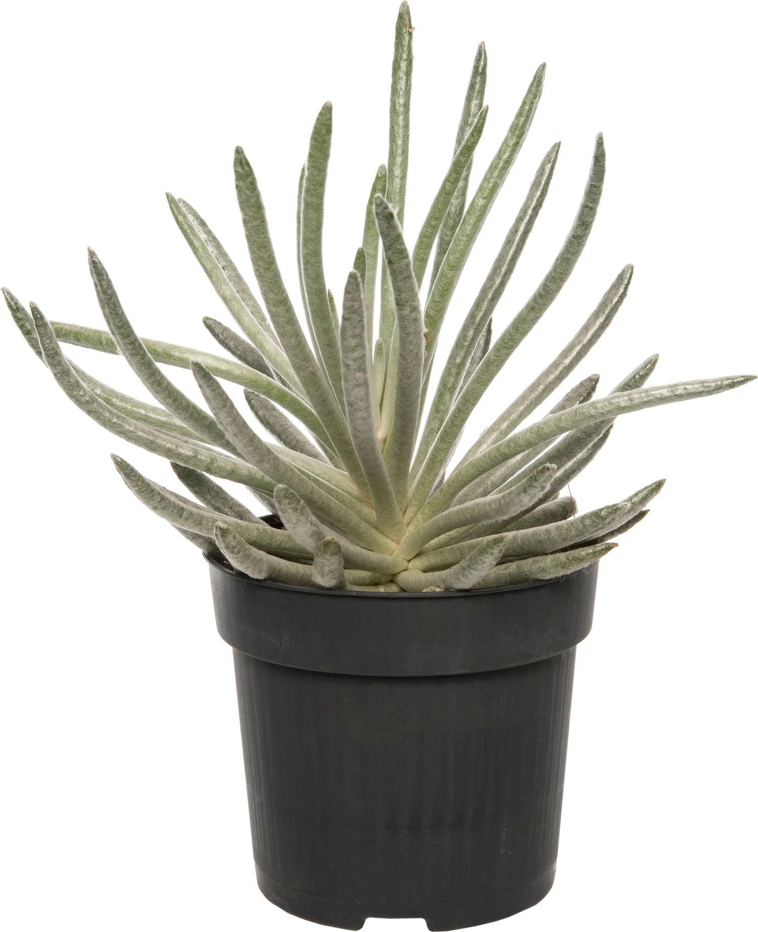 Zilver kruiskruid (Senecio scaposus) D 10,5 H 15 cm
