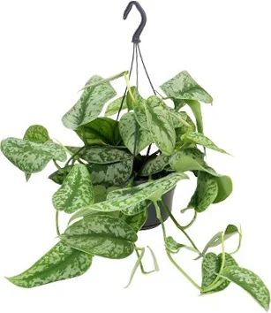 Scindapsus in hangpot (Scindapsus pictus 'Trebie') D 15 H 40 cm
